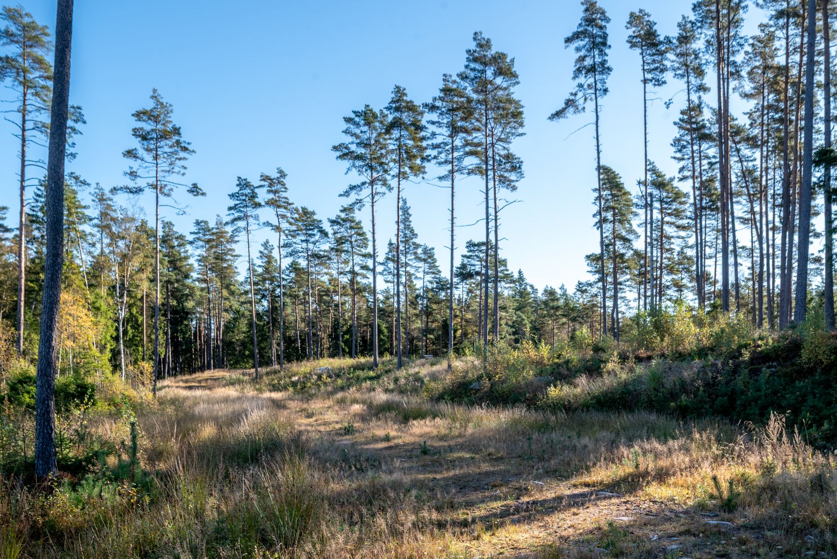 Tomt, Näs Sågebacken 3, Borås