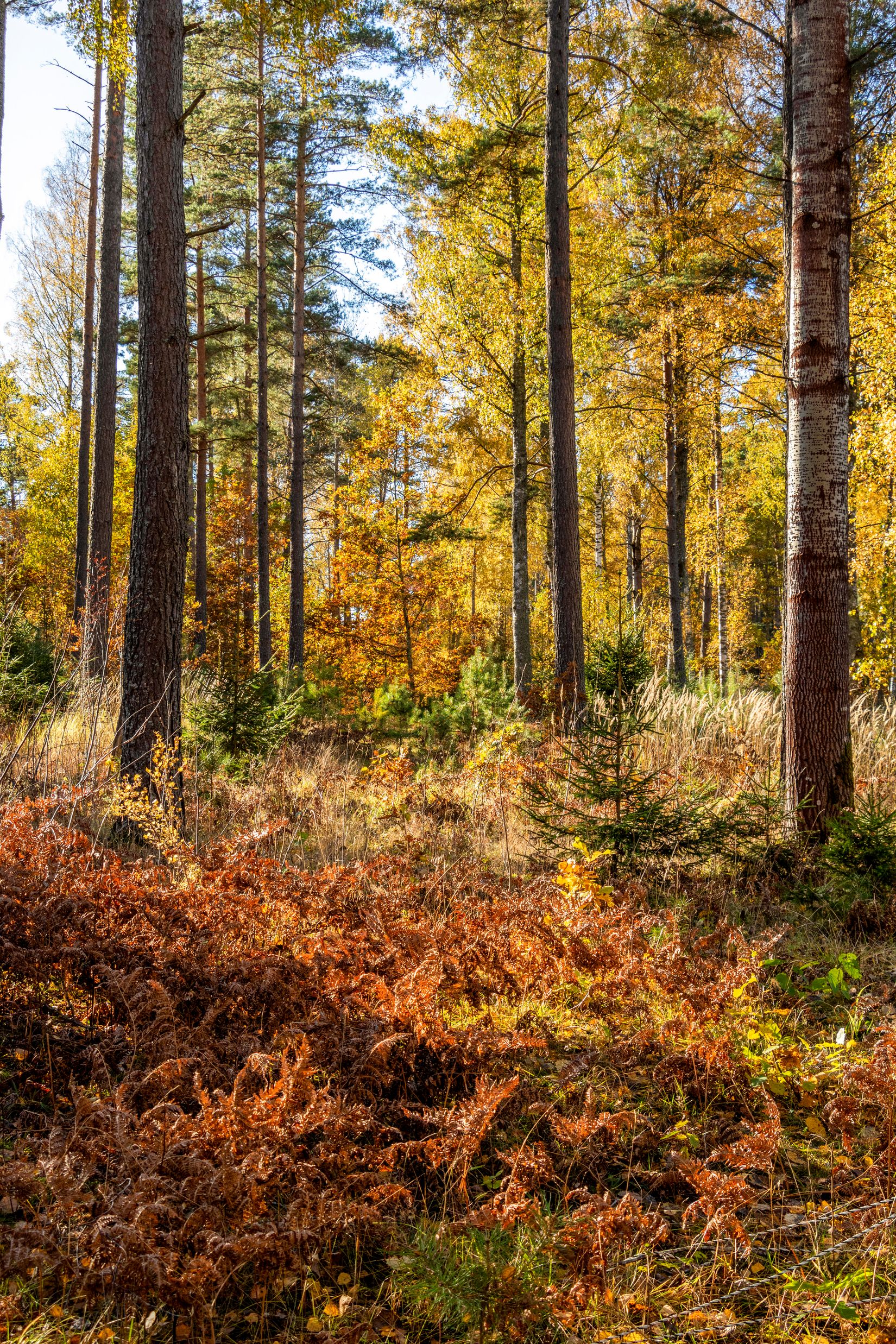 Villa, Ribbingelund Nystugan, Ribbingelund, Eskilstuna