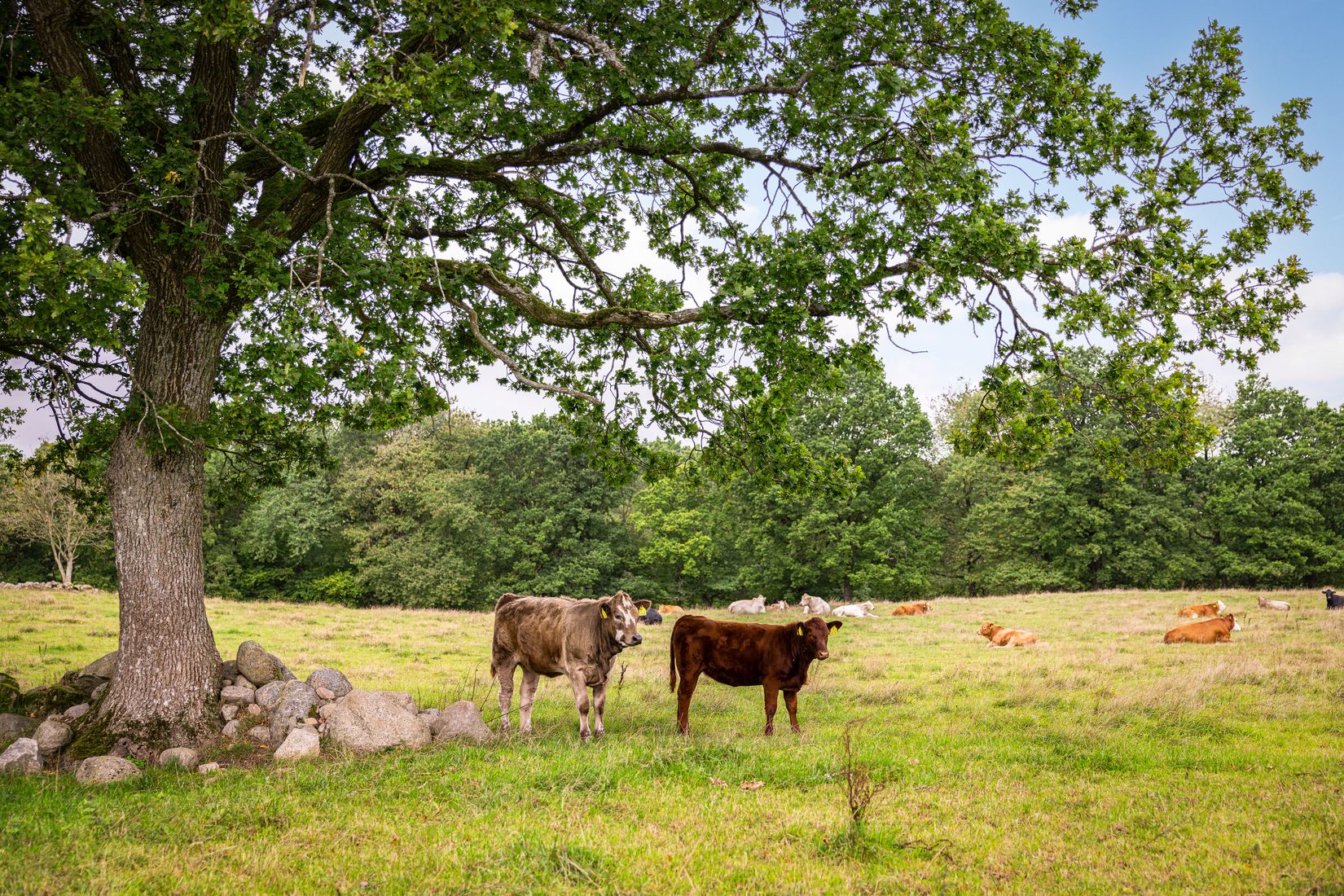 Gård/Skog, Eljaröd 4701, Tomelilla