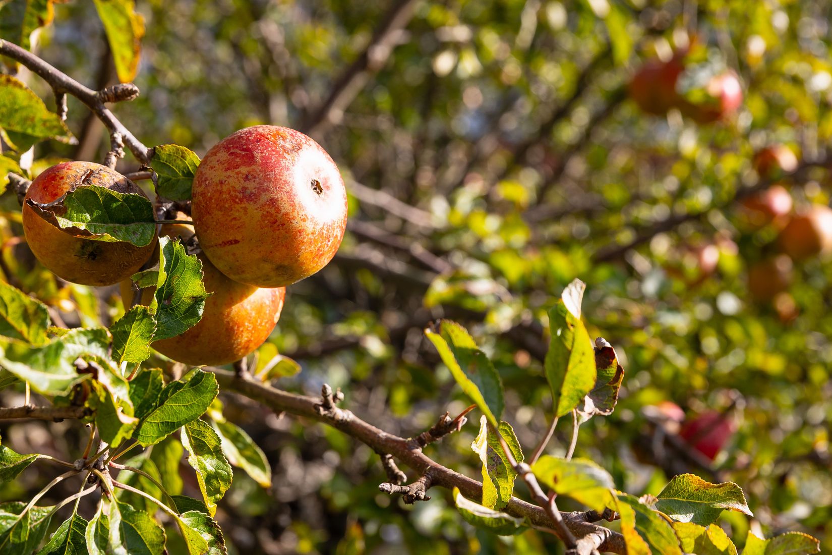 Villa, Gadds väg 6, Espedalen, Ronneby