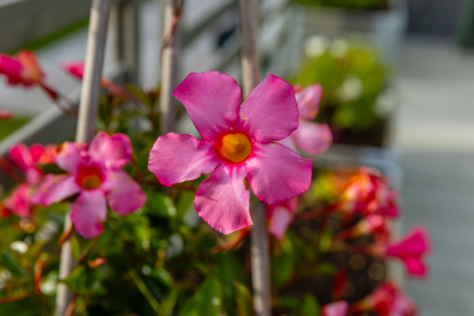 Bostadsrätt, Radhus, Södersätravägen 44A, Väsjön, Sollentuna
