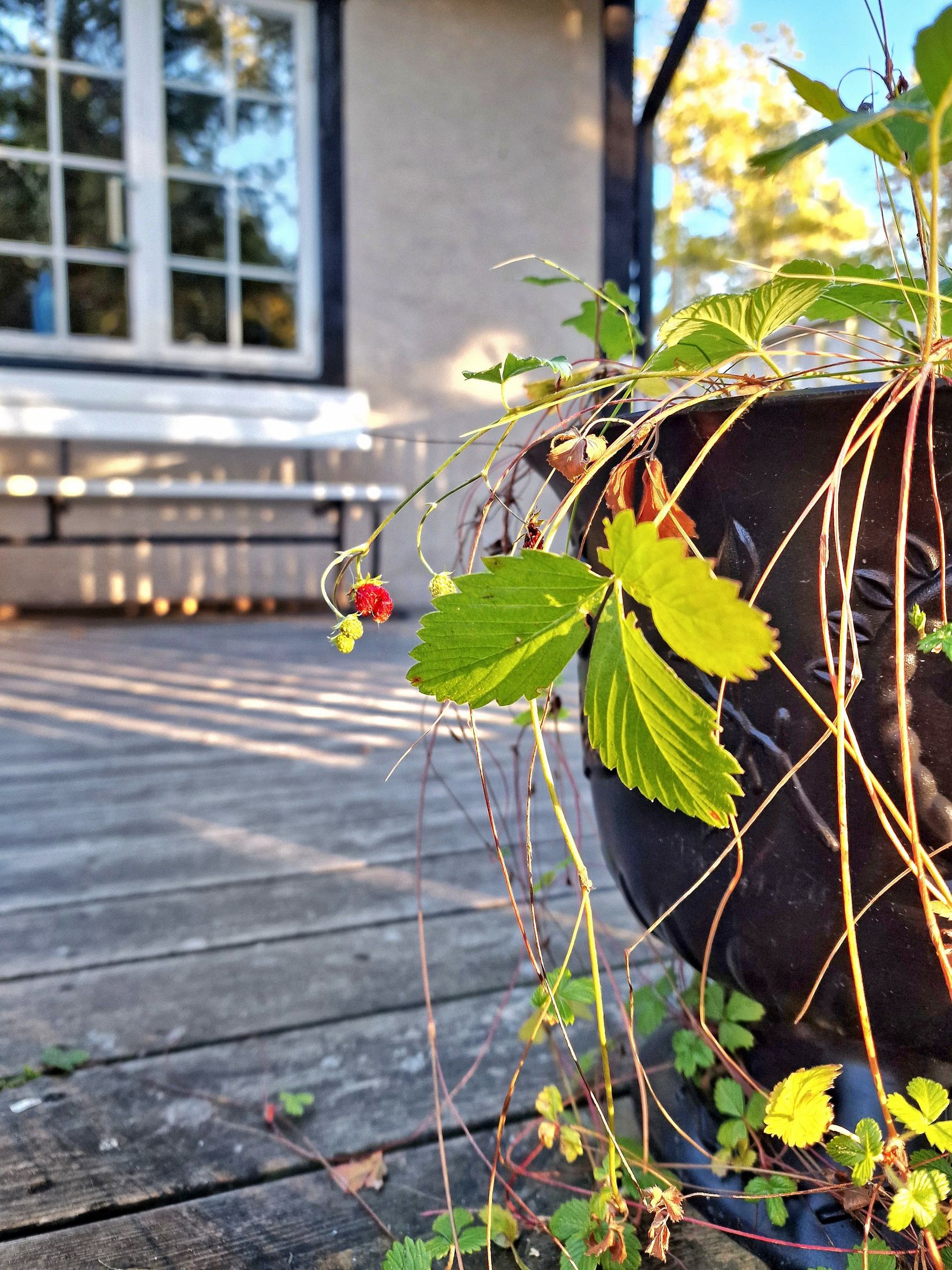 Fritidshus, Mistralvägen 4, Gotland