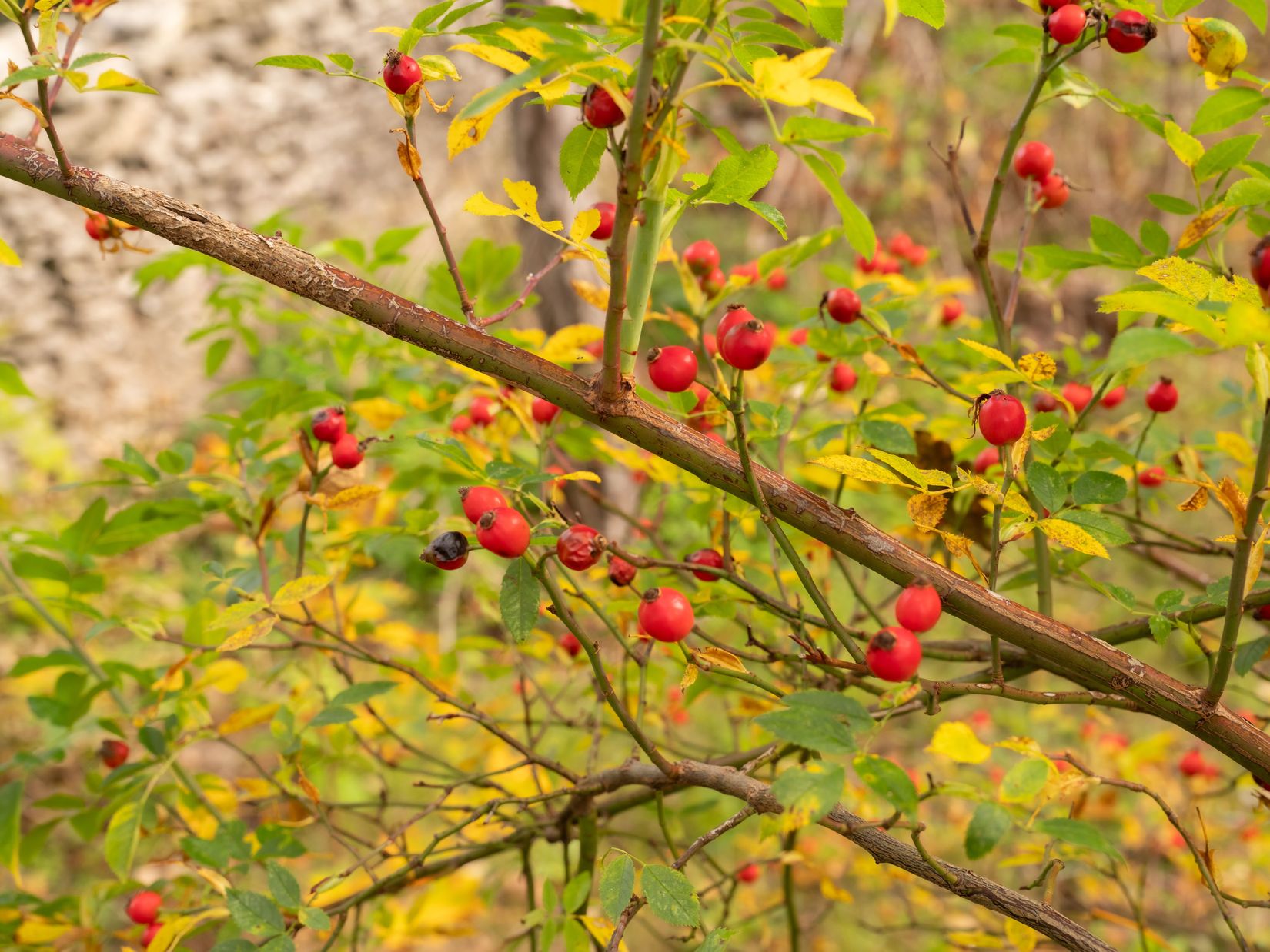 Villa, Vibble Skärvgatan 3A, Vibble, Gotland