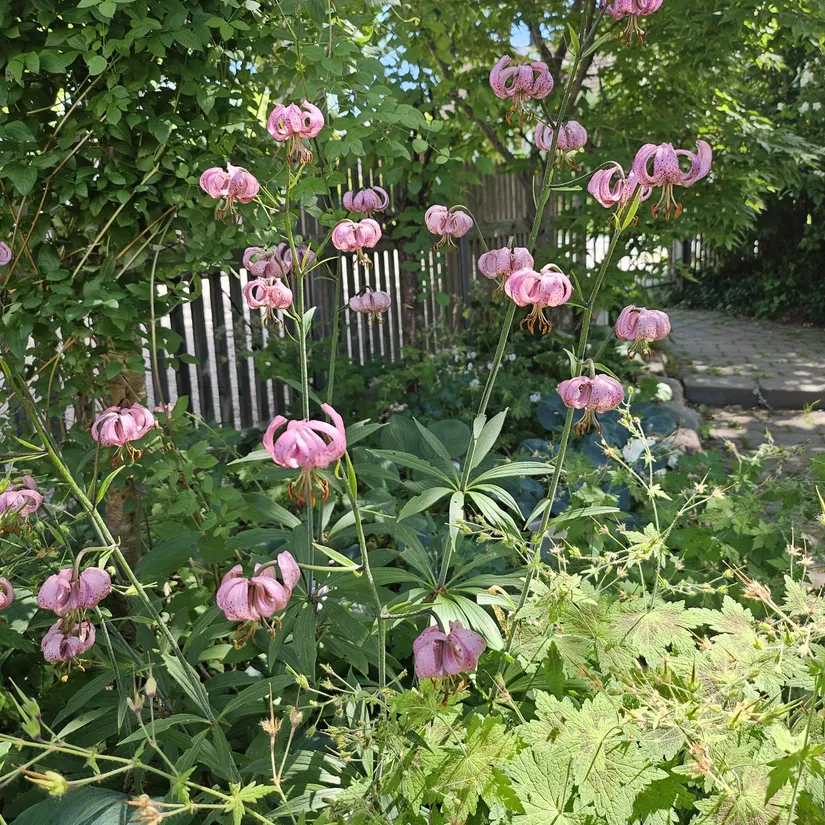 Villa, Danmarks-Viggeby 2, Danmark, Uppsala