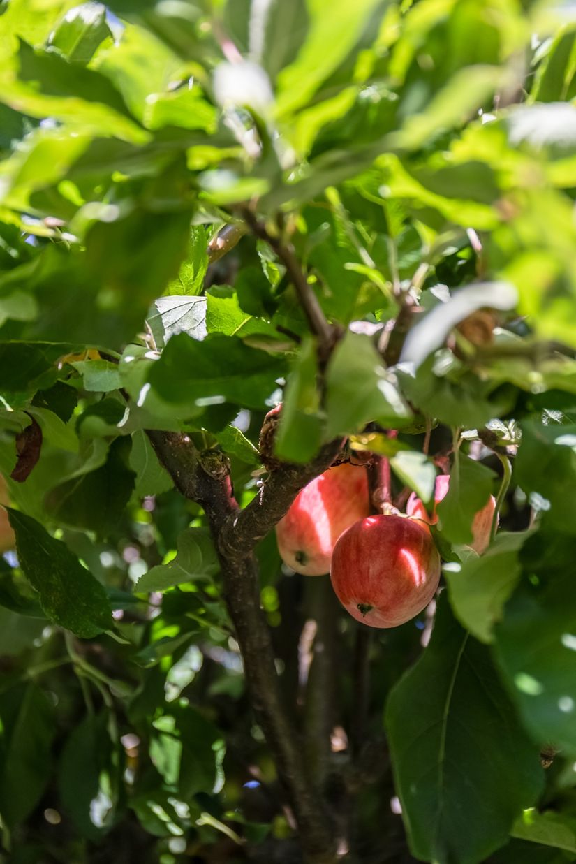 Villa, Idunavägen 39, Mellanheden, Malmö