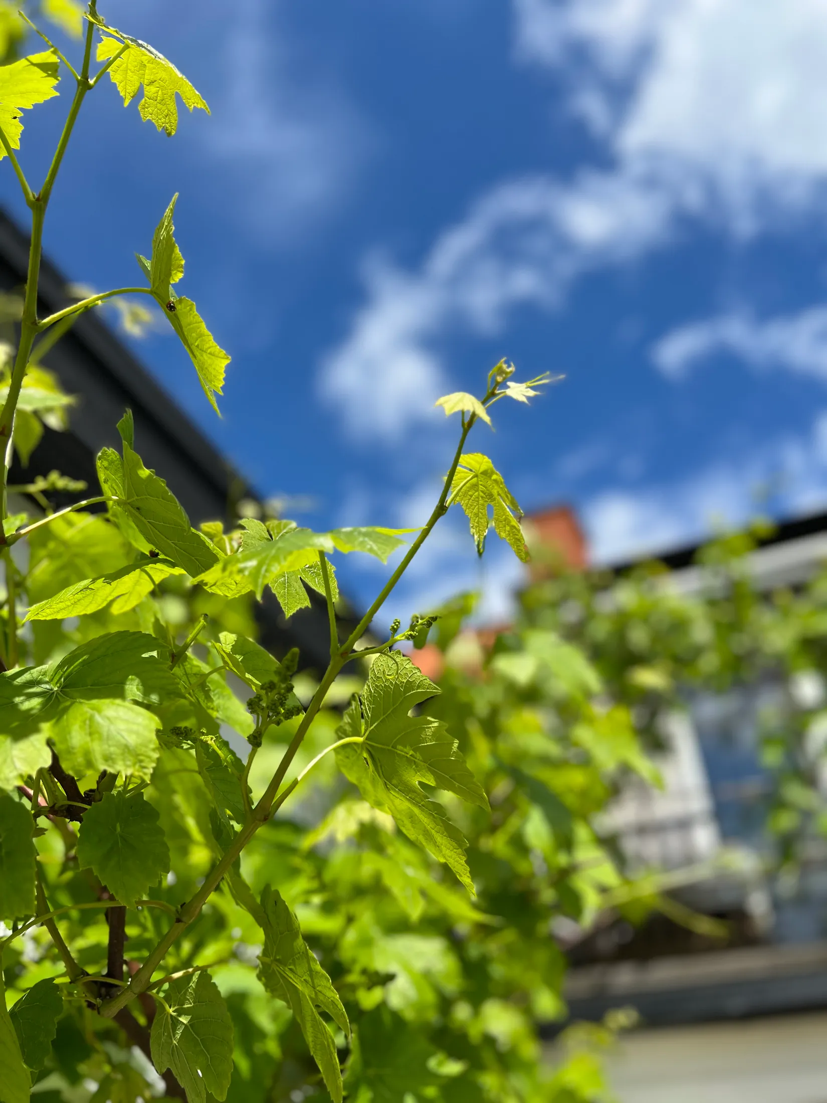 Villa, Stora Rådmansgatan 21, Gamla stan, Simrishamn