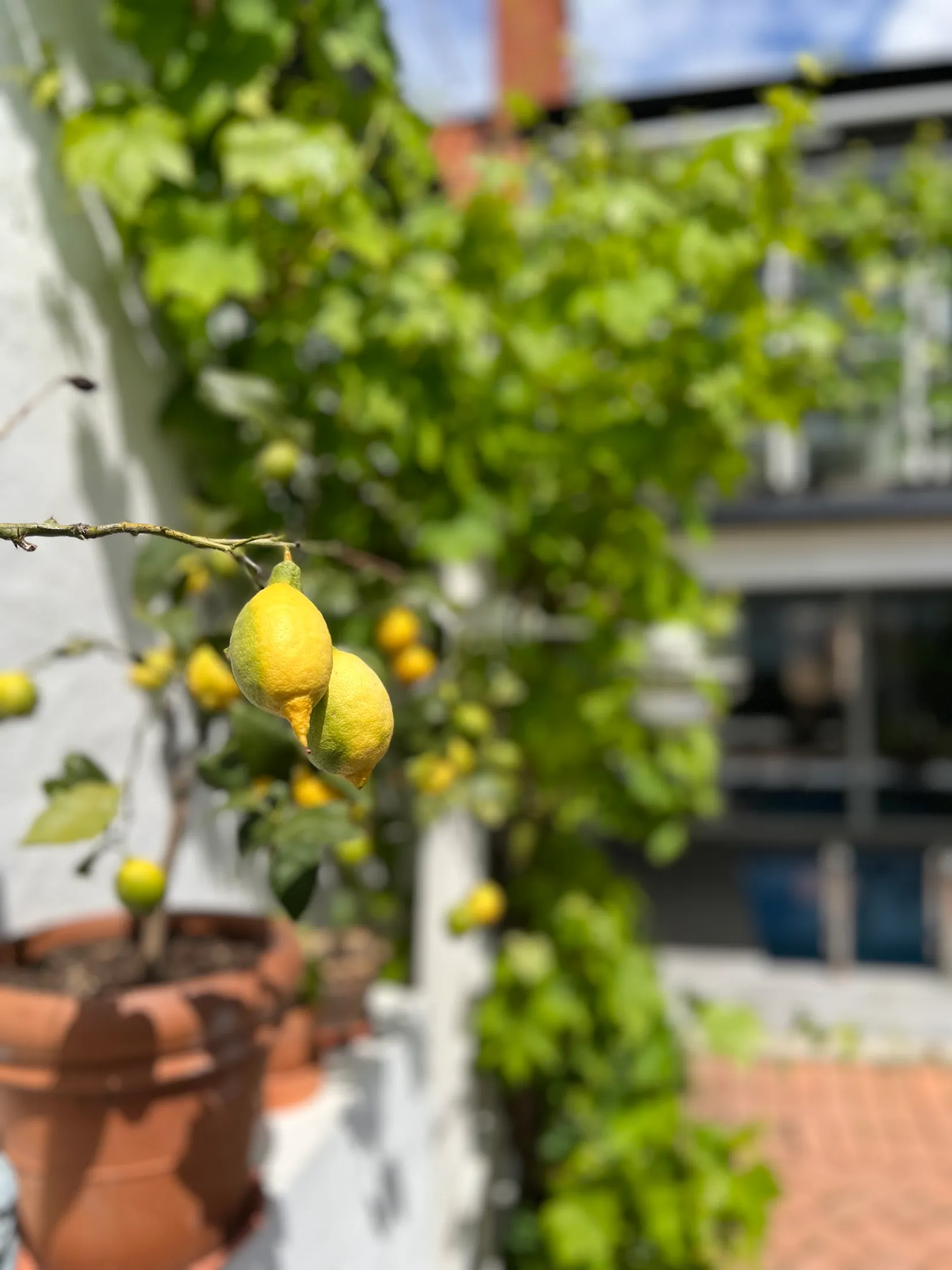 Villa, Stora Rådmansgatan 21, Gamla stan, Simrishamn