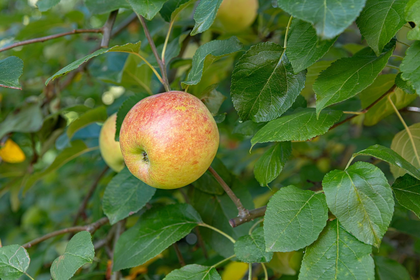 Villa, Grönviken 33, Grönviken, Uppsala