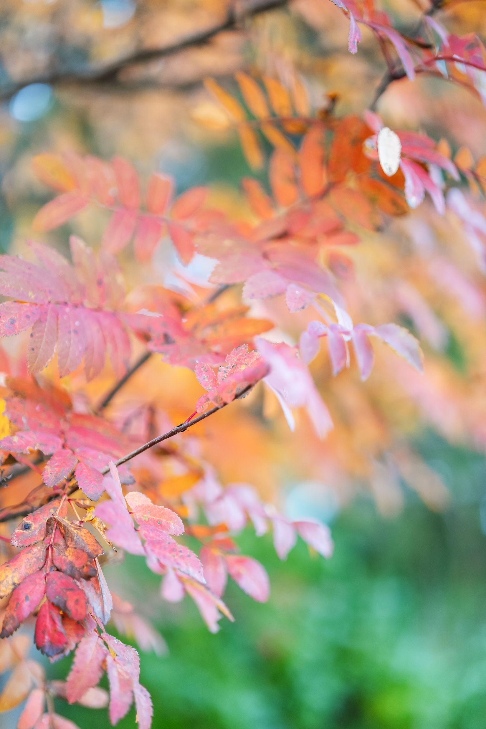 Gård/Skog, Västerede 305, Ånge