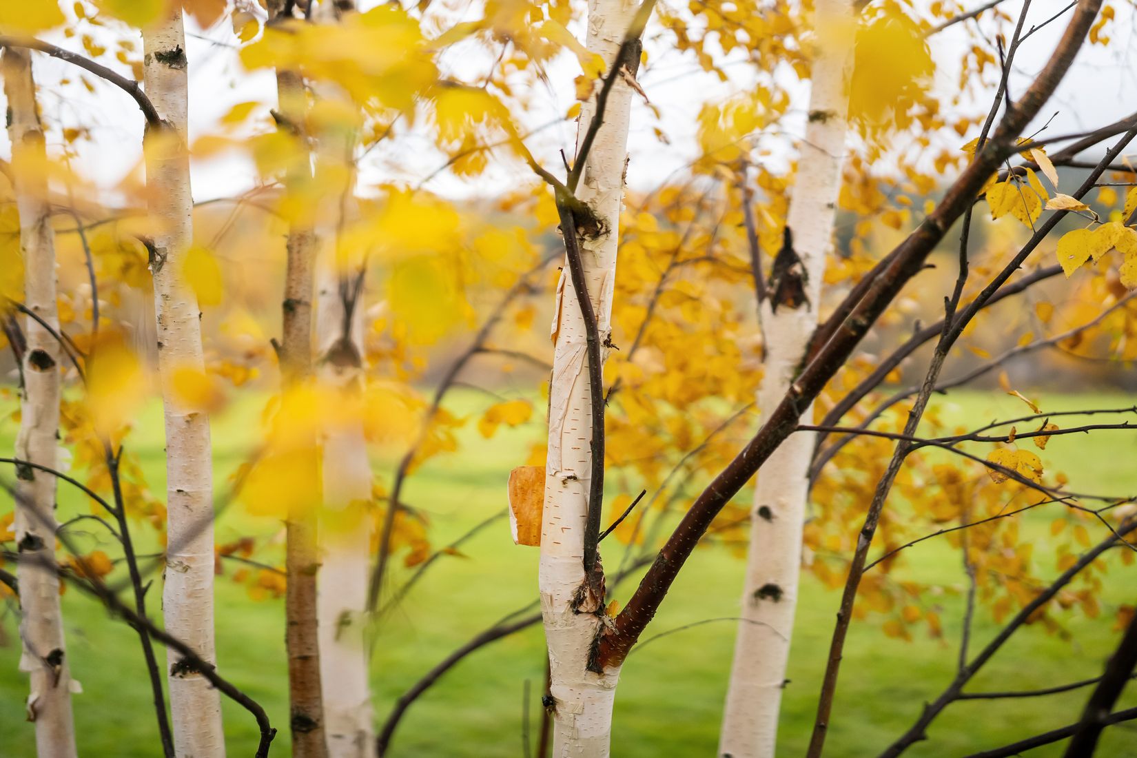 Gård/Skog, Västerede 305, Ånge