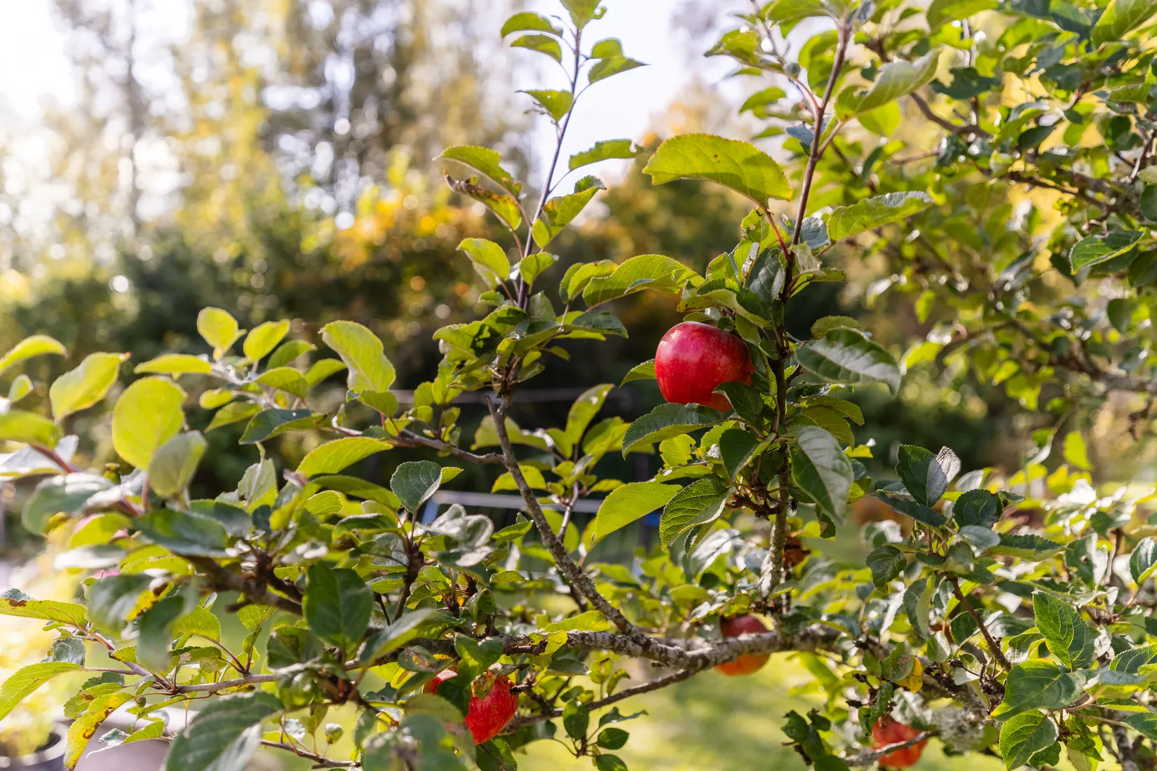 Villa, Götgatan 37, Brinken, Motala