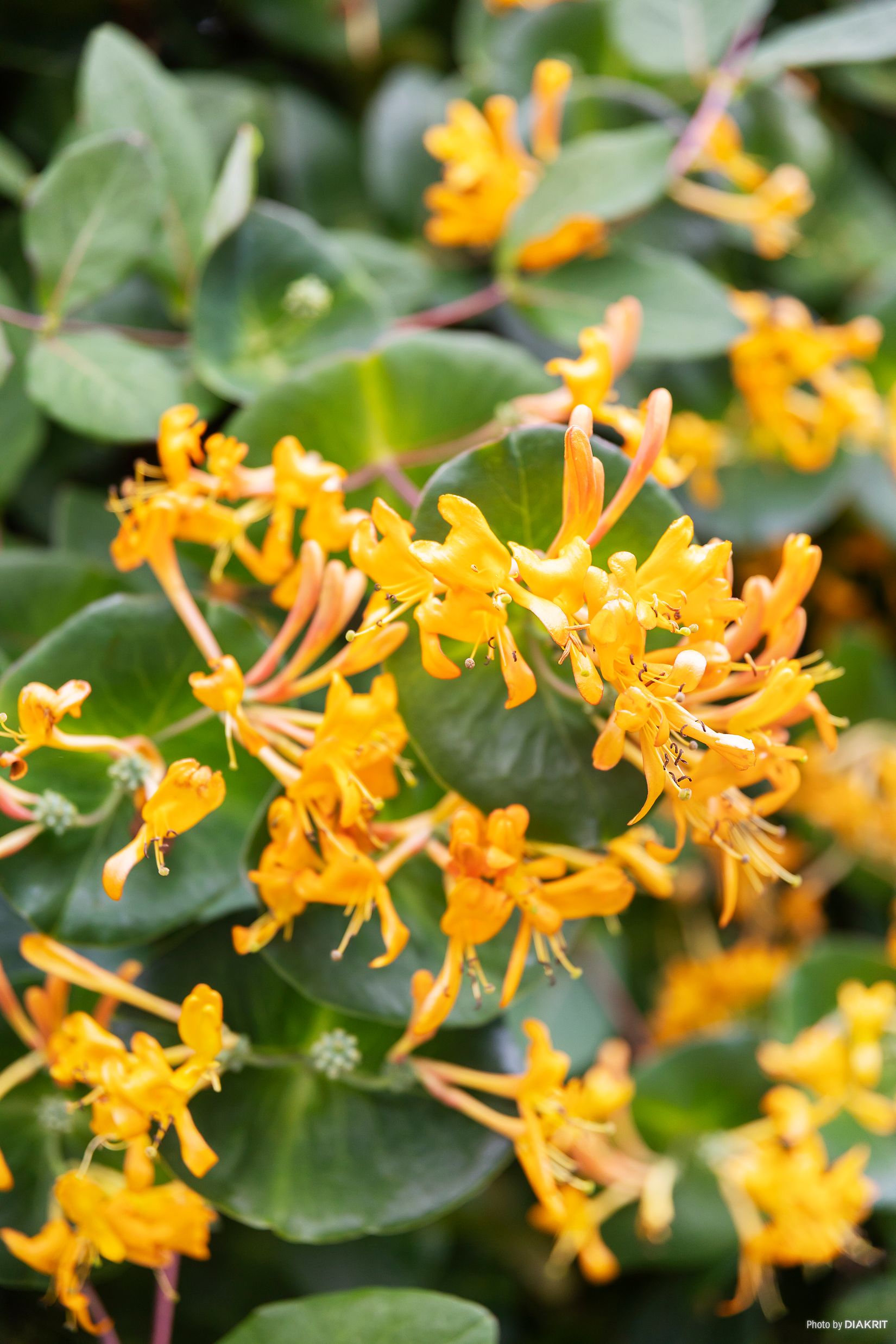 Villa, Rud Ängen 303, Rud Ängen, Hammarö