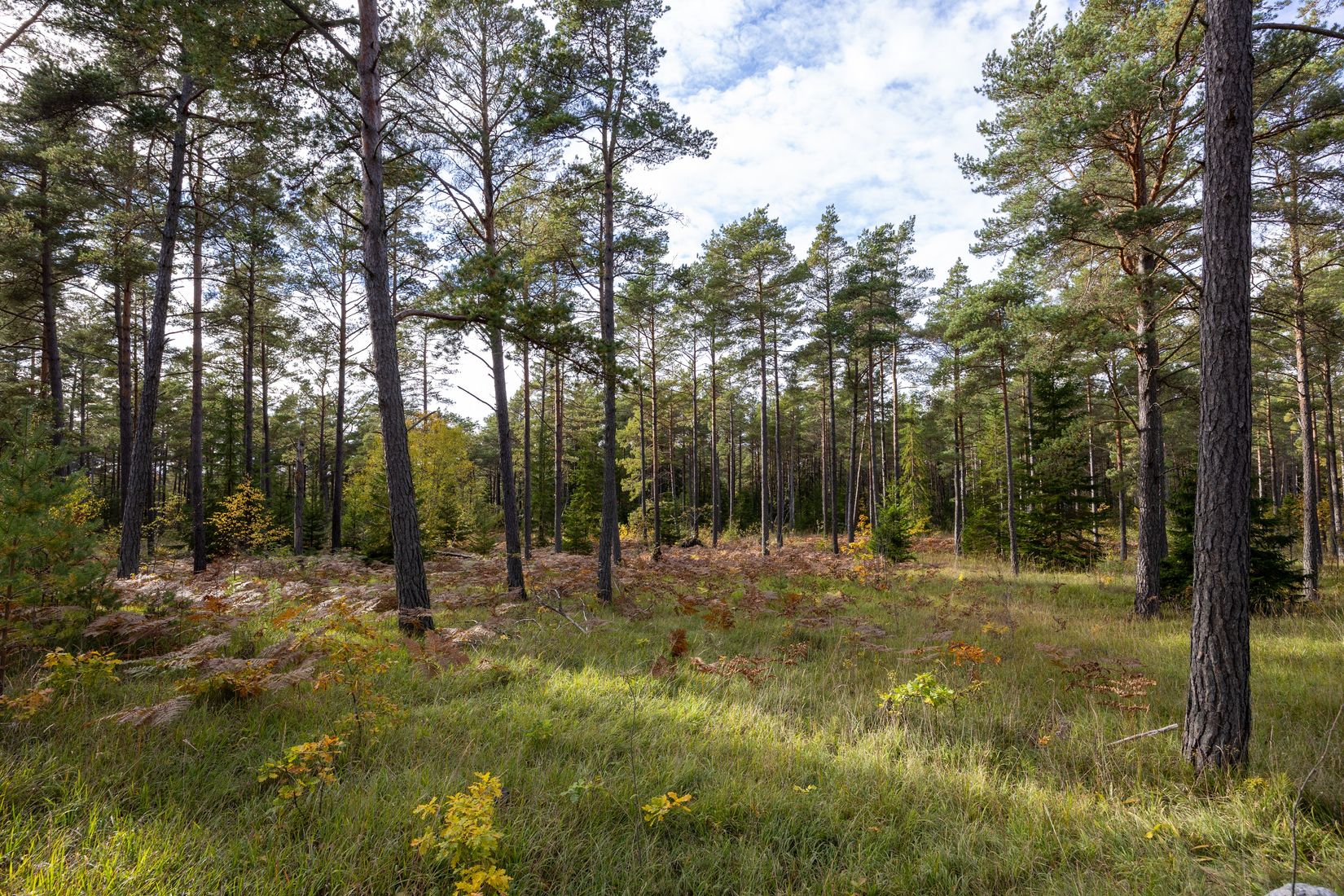 Tomt, Rute Hollandarvägen 16A, Rute - Nordöstra Gotland, Gotland