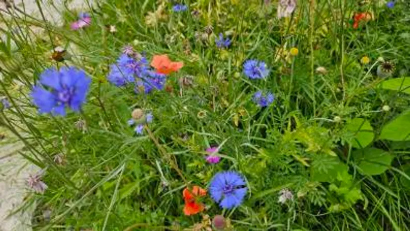 Villa, Prästgatan 34, Centralt, Kristinehamn