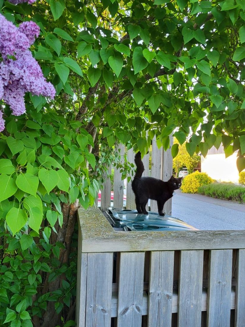 Villa, Svalvägen 17, Skanör, Vellinge