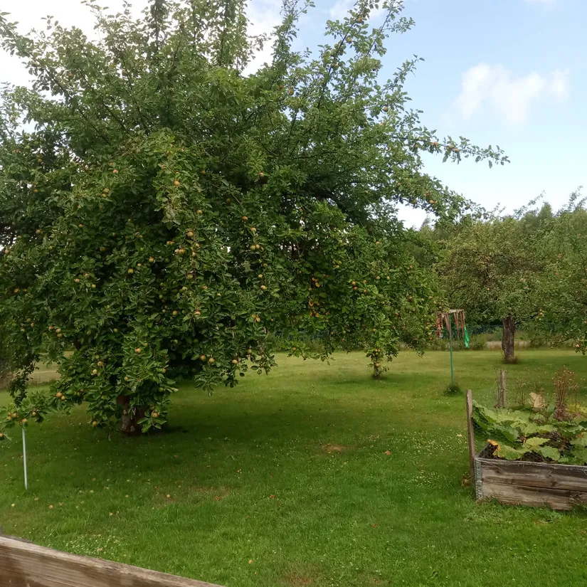 Villa, Rosentorpsvägen 16, Bjuv