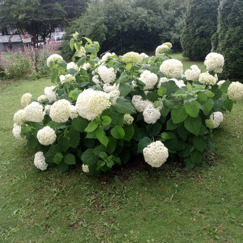 Villa, Rosentorpsvägen 16, Bjuv