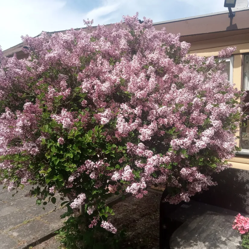 Villa, Rosentorpsvägen 16, Bjuv