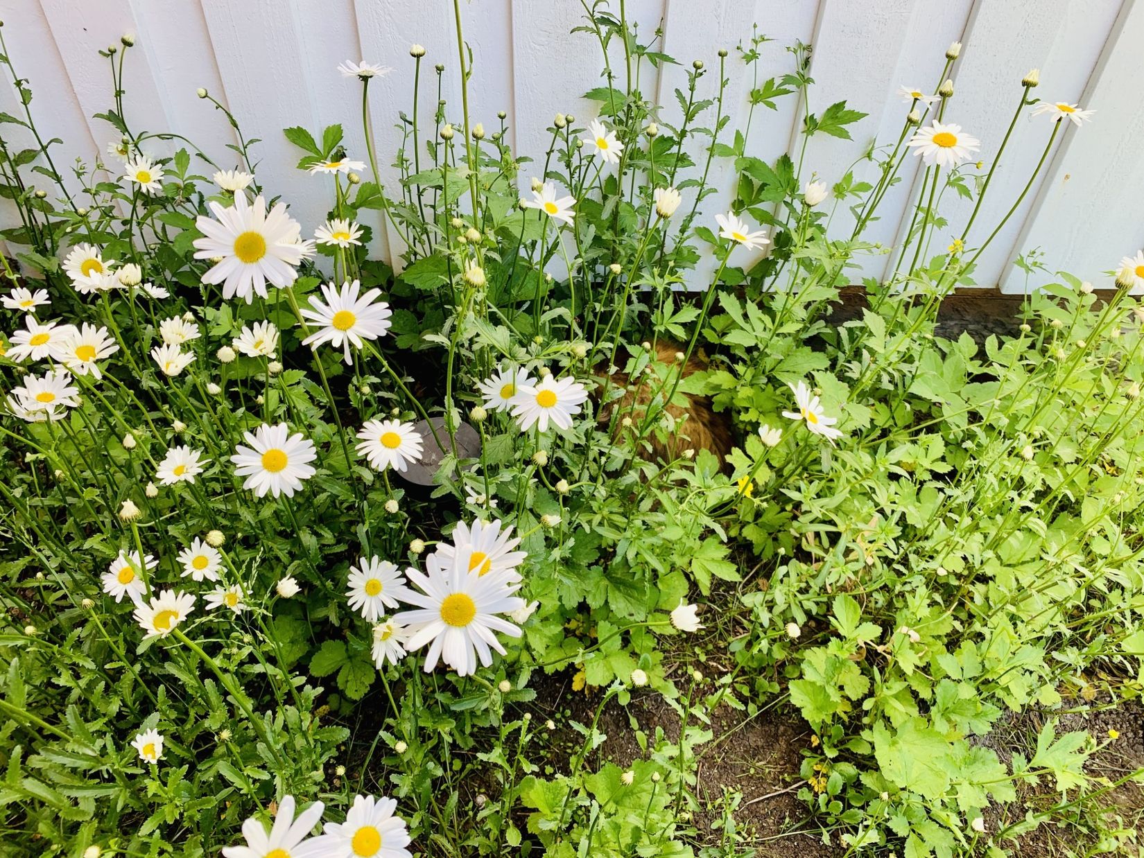 Radhus, Tvetgatan 159, Tveten, Kungälv