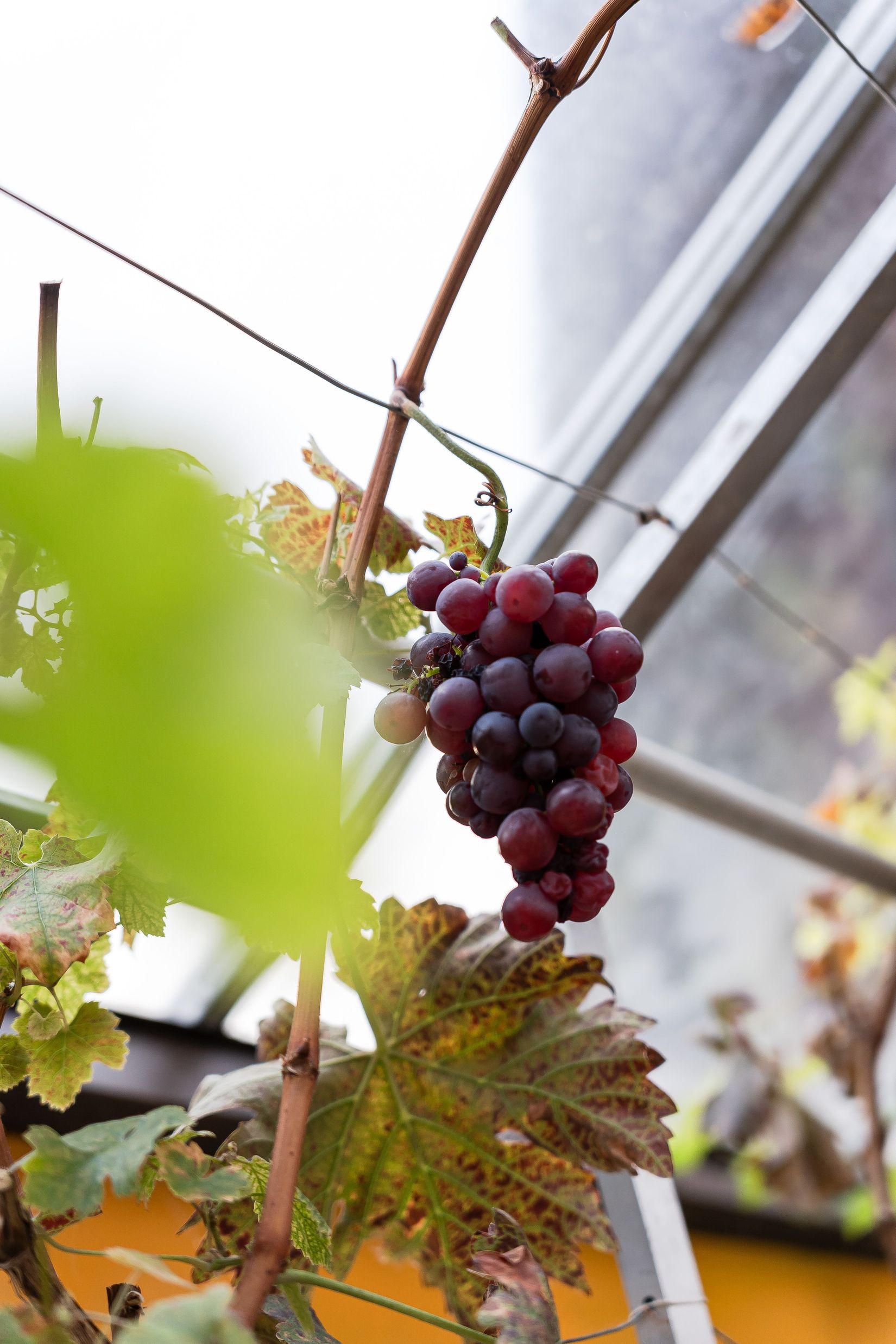 Villa, Norra Åbyn 68, Skellefteå