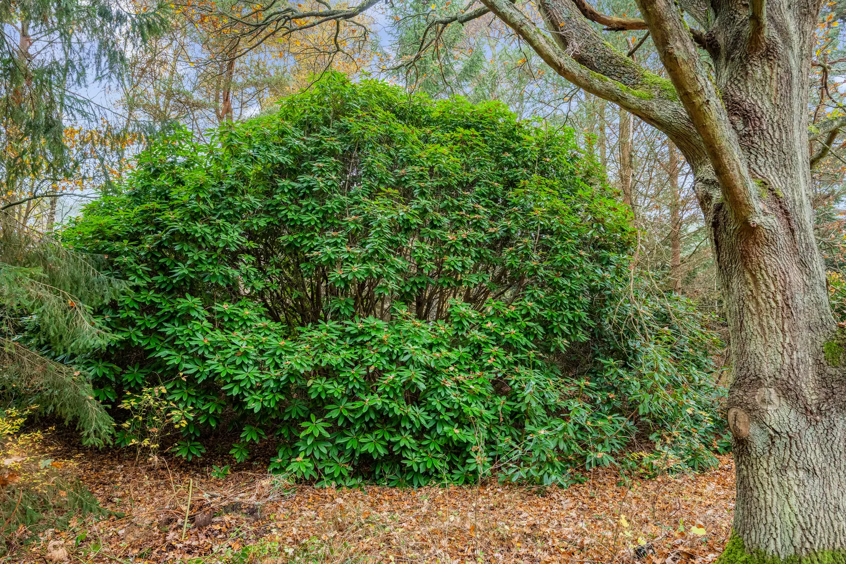 Villa, Västra Vråkvägen 6, Ljungskogen, Vellinge