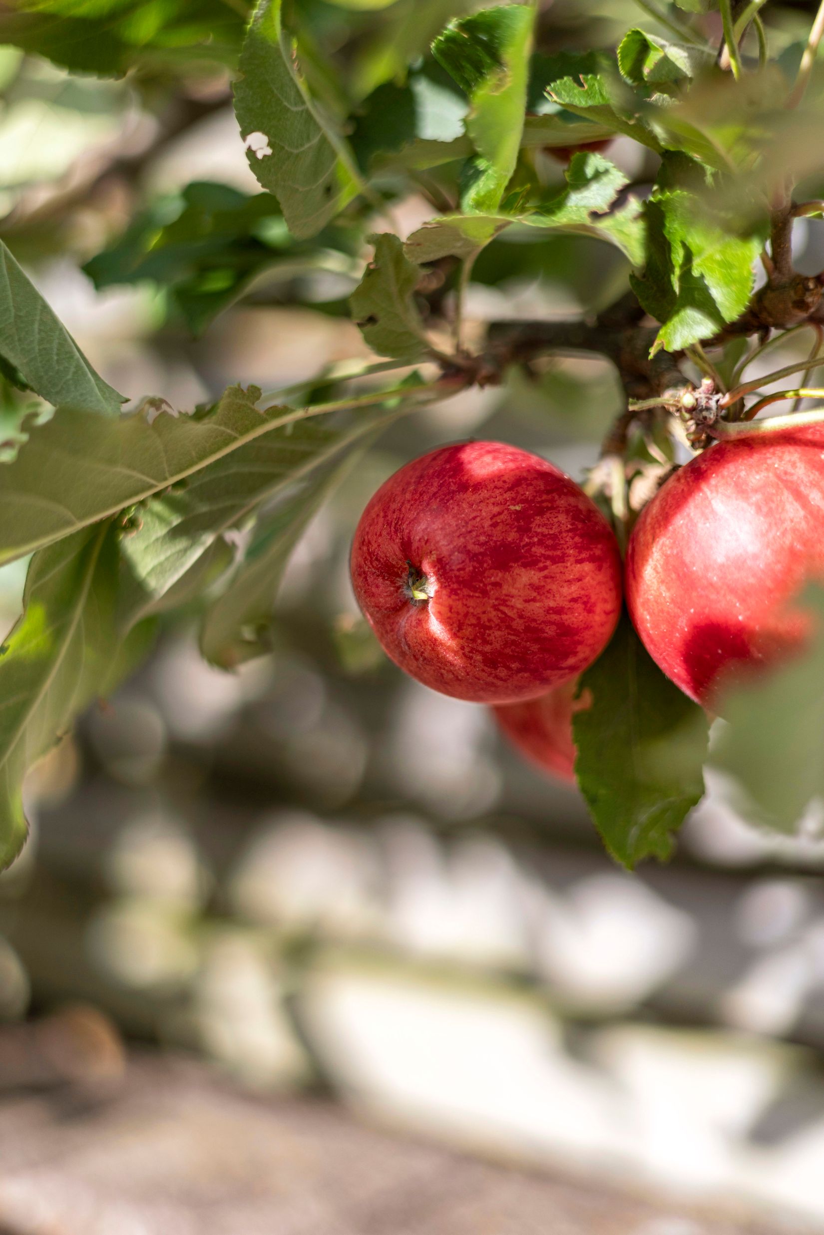 Radhus, Broddesonsgatan 62 F, Väster, Halmstad