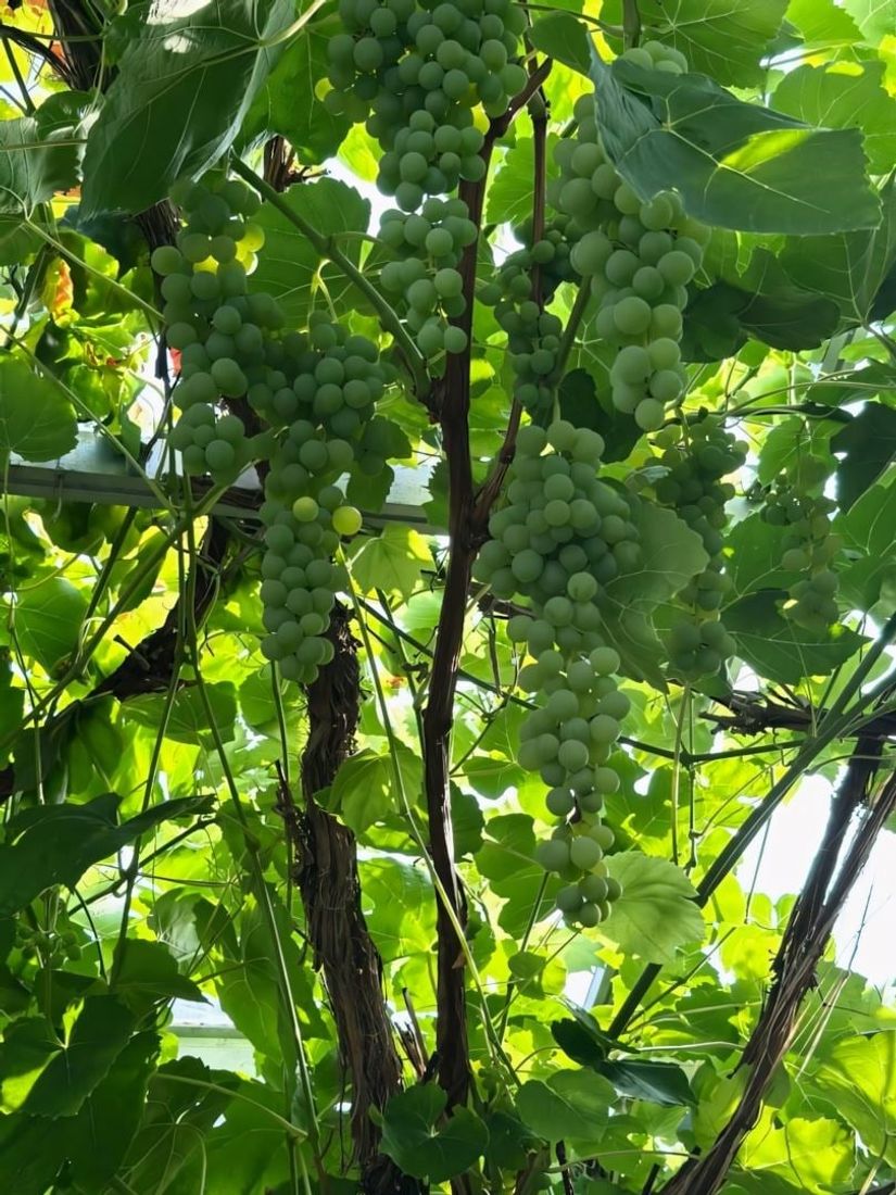 Villa, Tjärnöbo Nedre 1, Strömstad