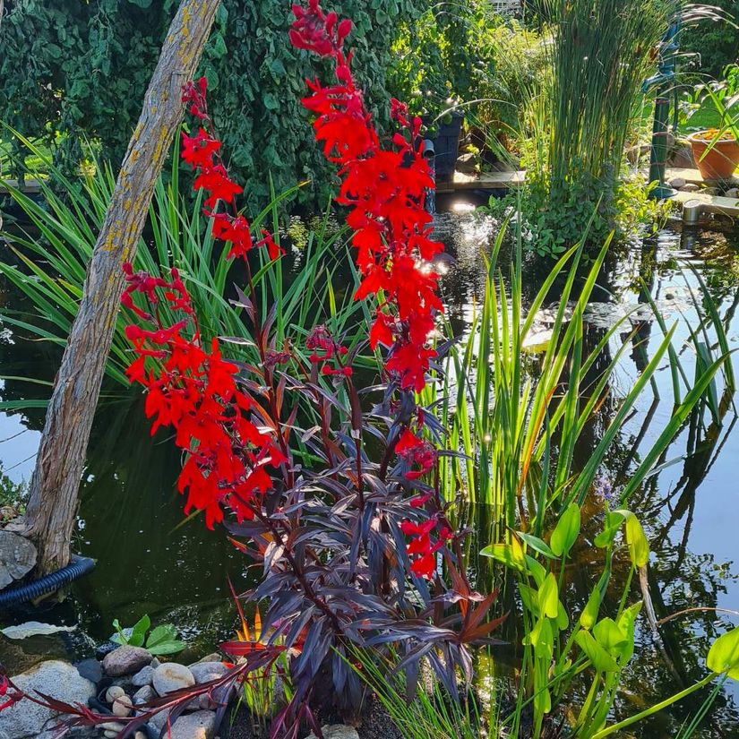 Villa, Liehusvägen 8, Hjärnarp, Ängelholm