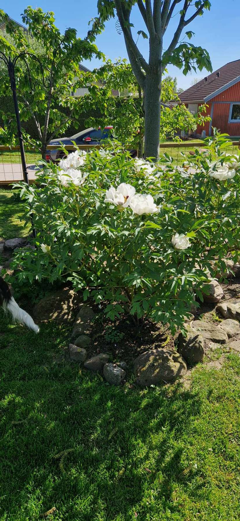 Villa, Liehusvägen 8, Hjärnarp, Ängelholm