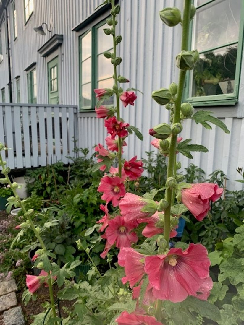 Bostadsrätt, Kungsängsgatan 55E, Kungsängen / Industristaden, Uppsala