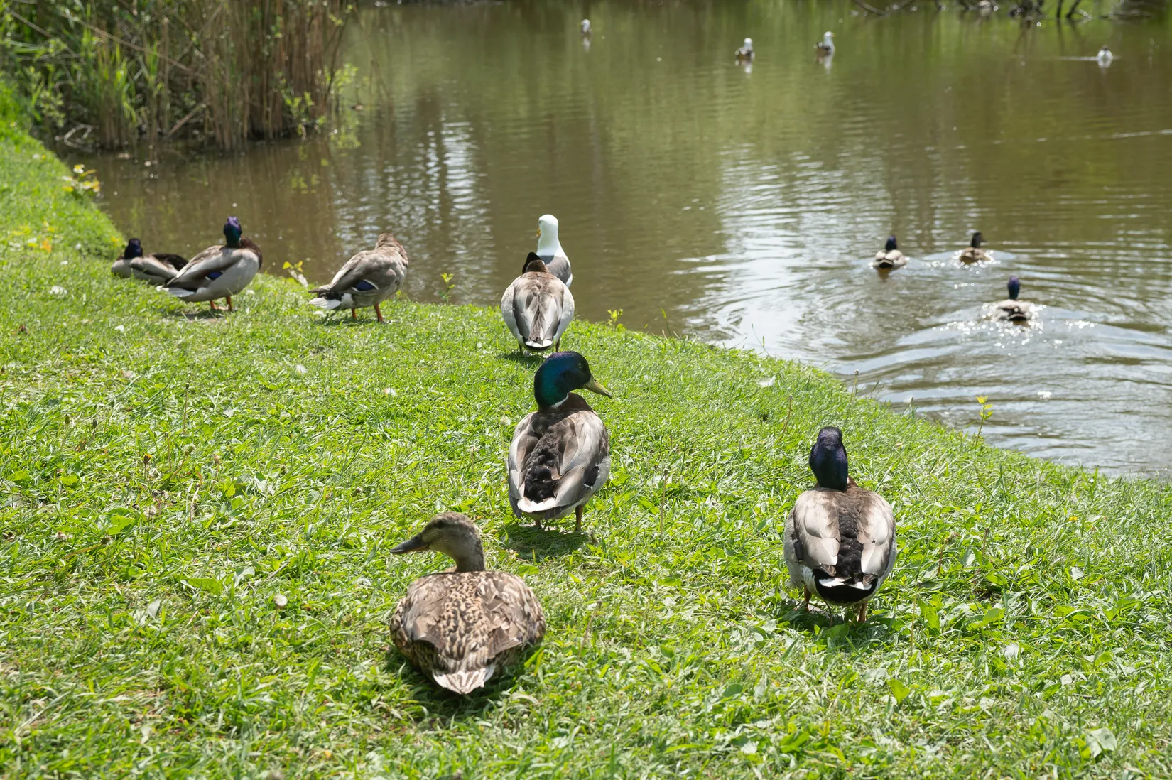 Bostadsrätt, Trollesundsvägen 147, Högdalen, Stockholm