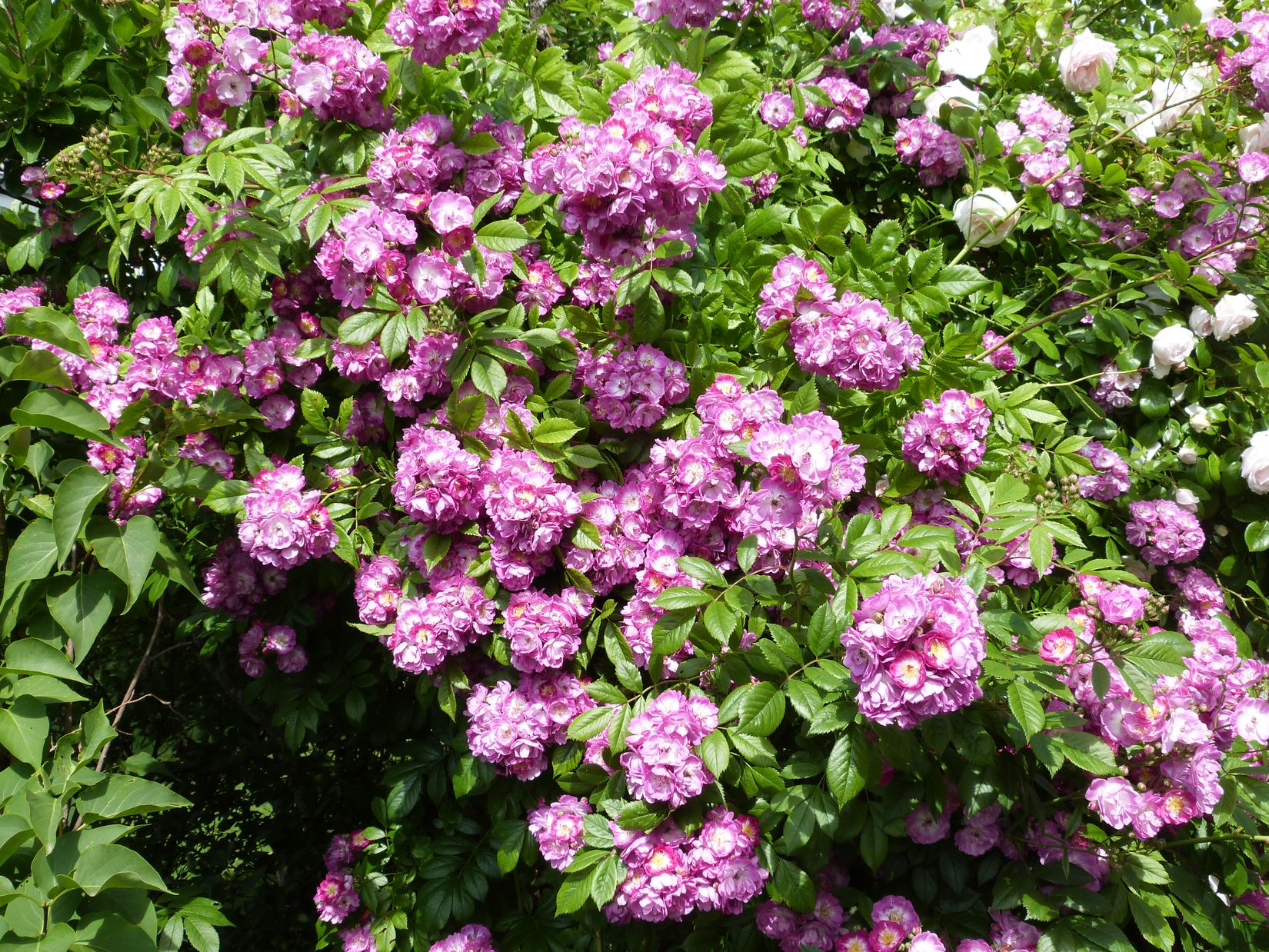 Villa, Strandhemsvägen 22, Ekenäs, Ronneby