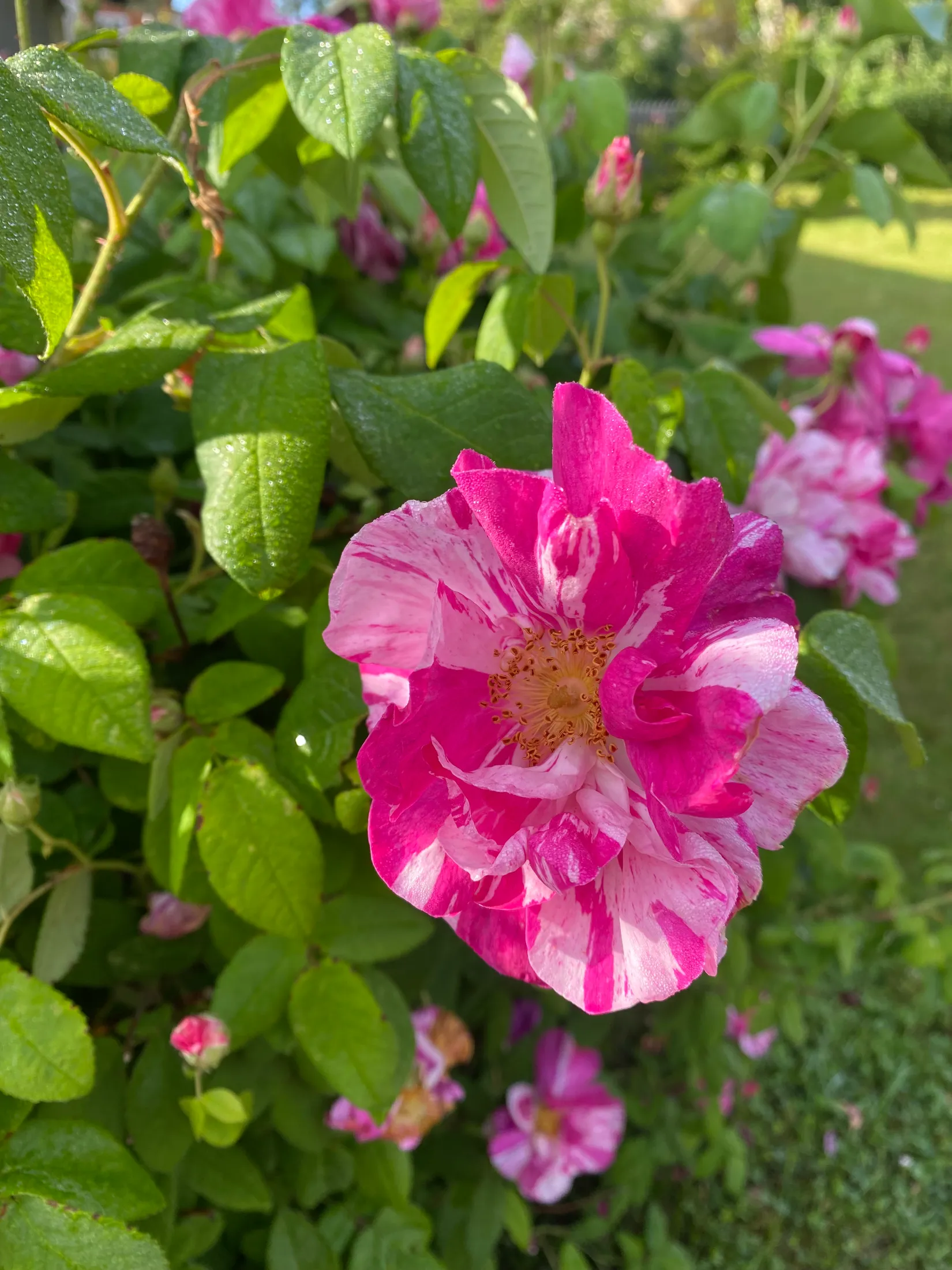 Villa, Dalgången 37, Dalgången, Karlshamn