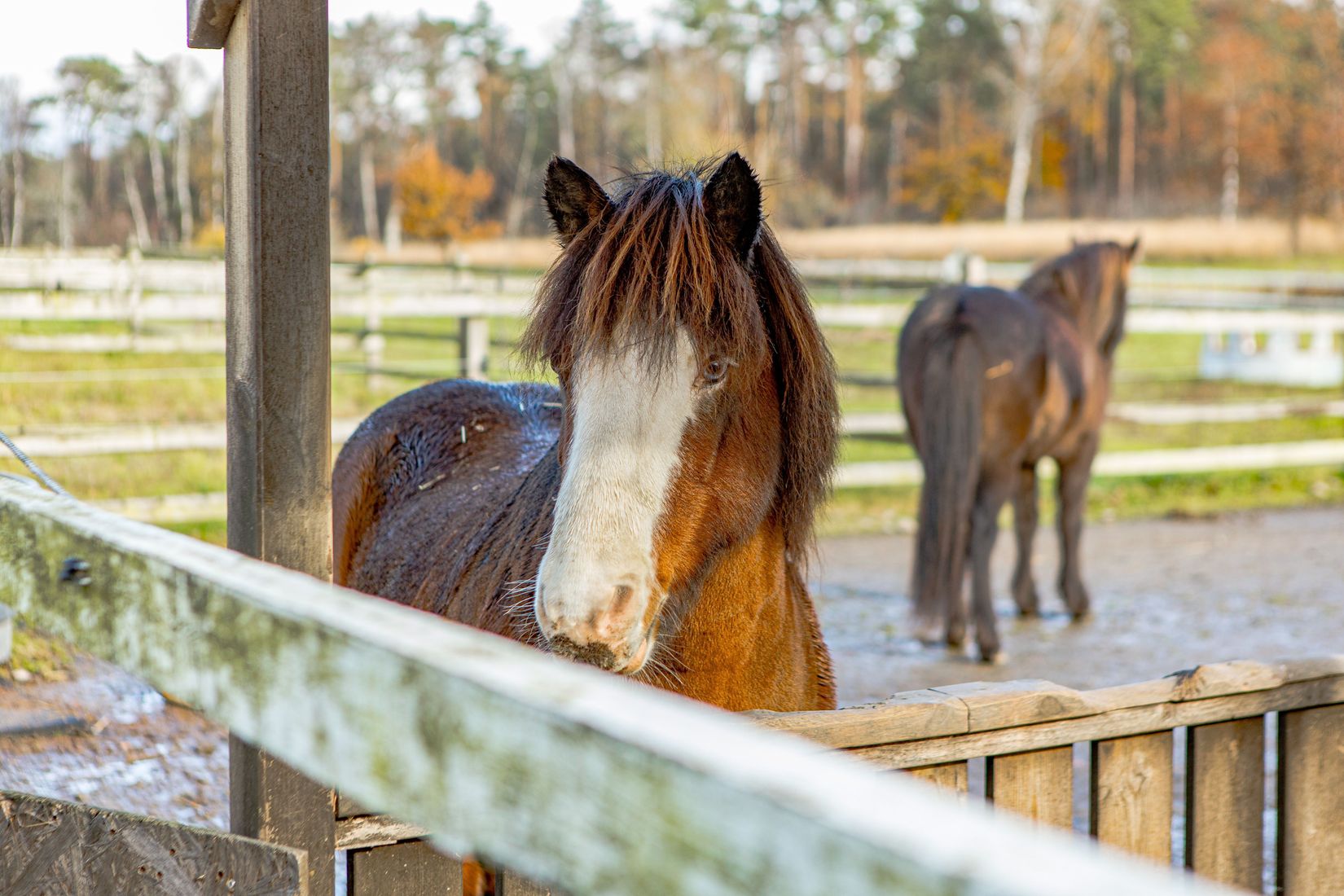 Gård/Skog, Steninge Rosenlund 222, Halmstad