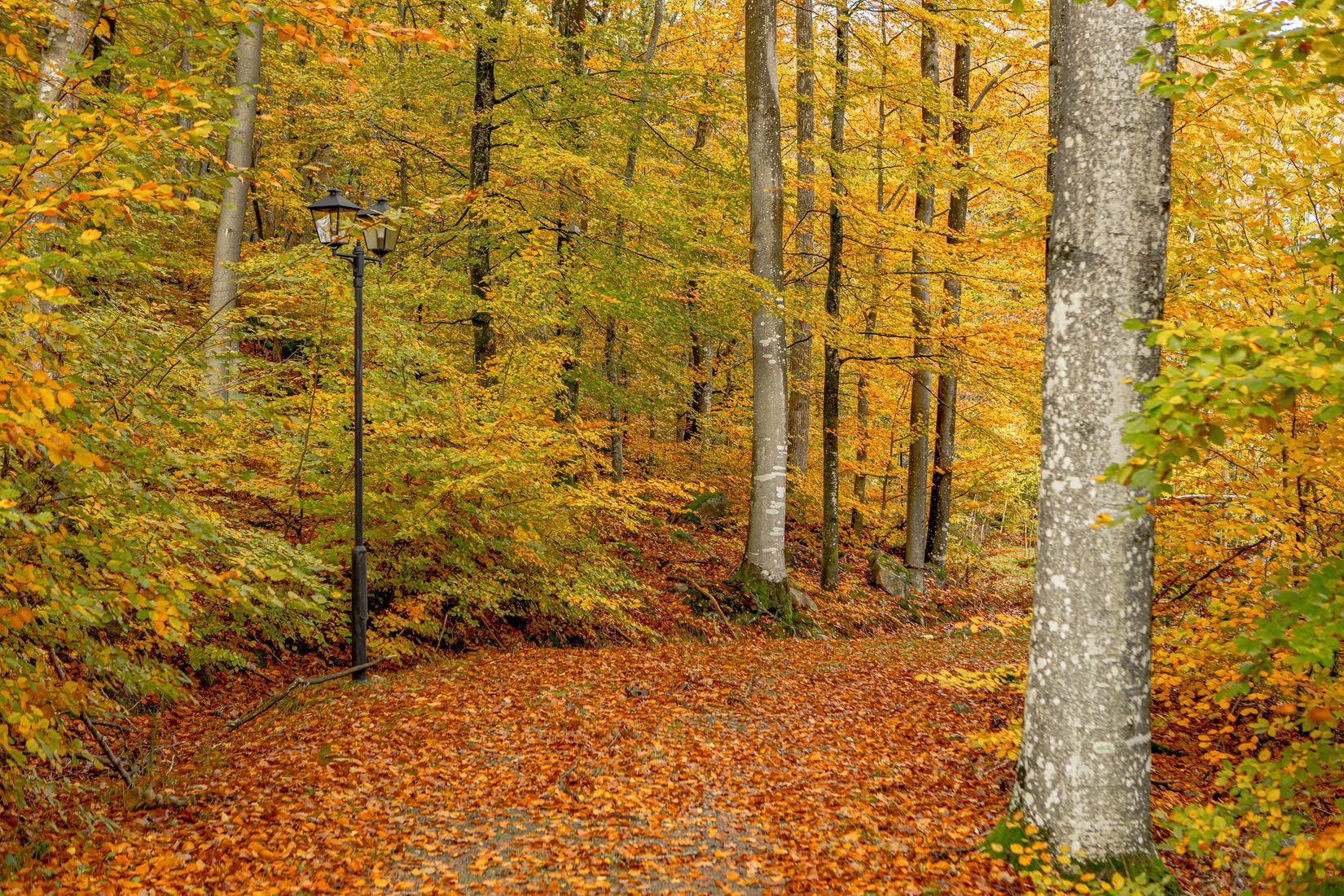 Gård/Skog, Steninge Rosenlund 222, Halmstad