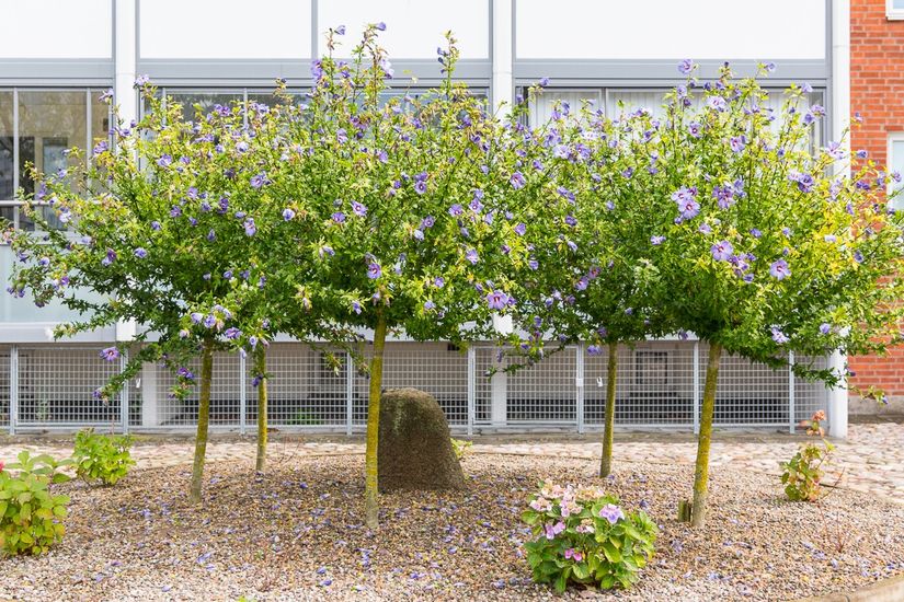 Bostadsrätt, Blekingsborgsgatan 3G, Blekingsborg, Malmö