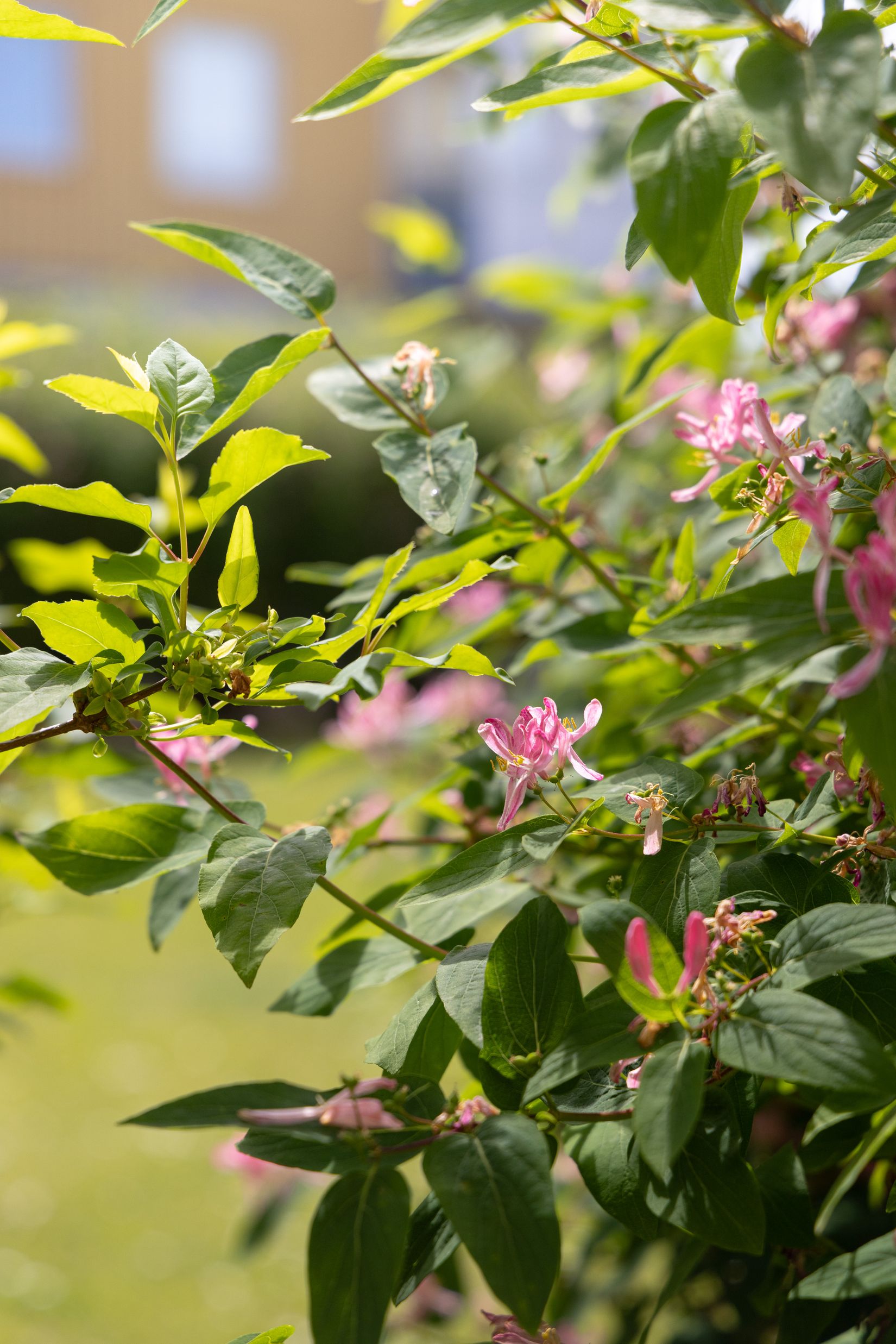 Bostadsrätt, Jägersrovägen 19B, Västra Kattarp, Malmö