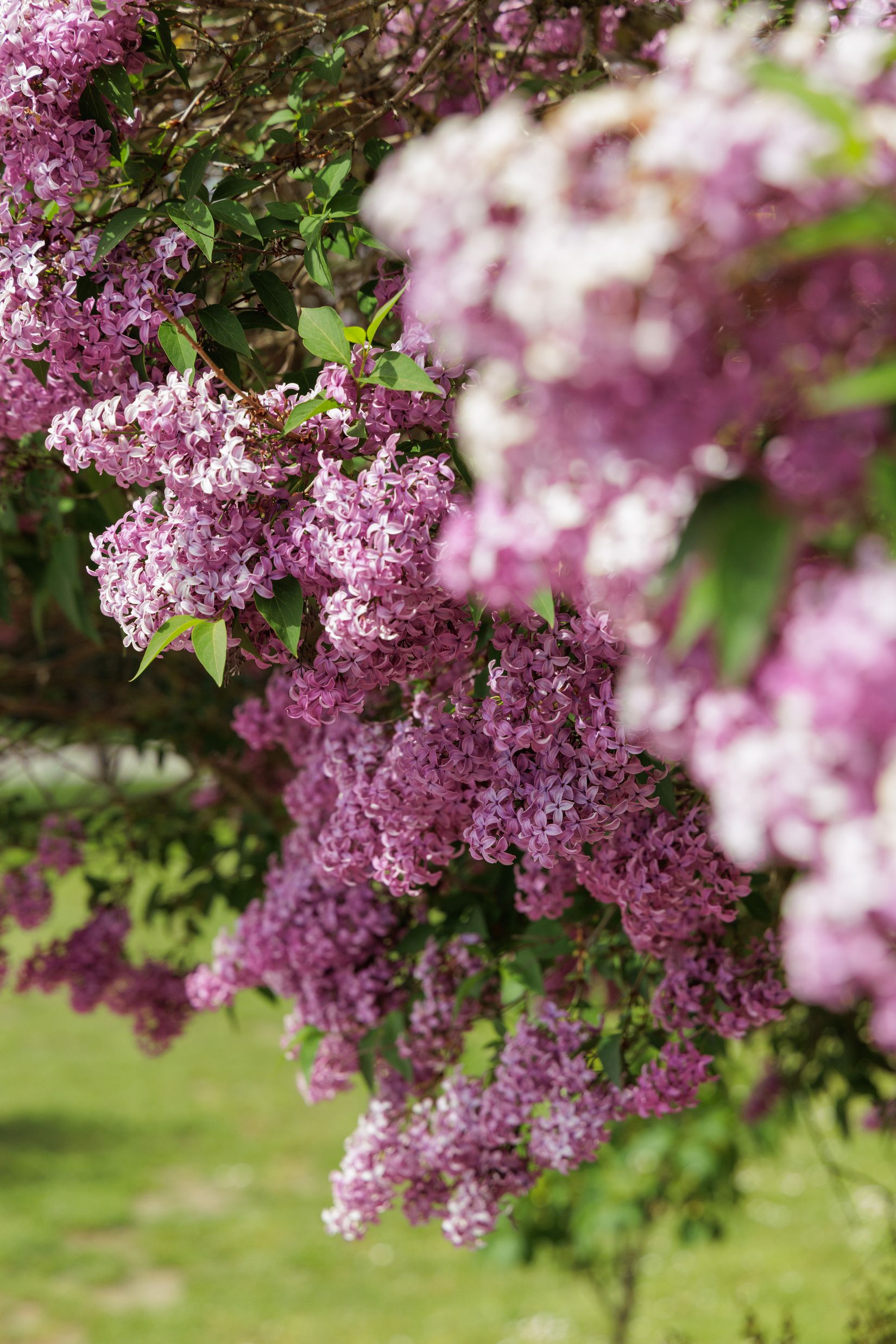 Bostadsrätt, Jägersrovägen 19B, Västra Kattarp, Malmö