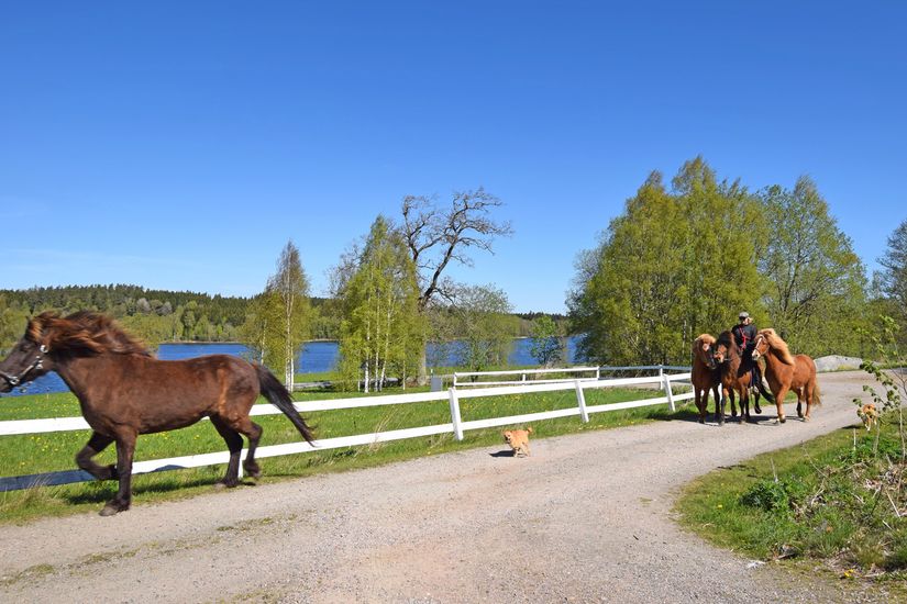 Gård/Skog, Baggekulla 101, 102, 103, 104, Västergötland, Ulricehamn