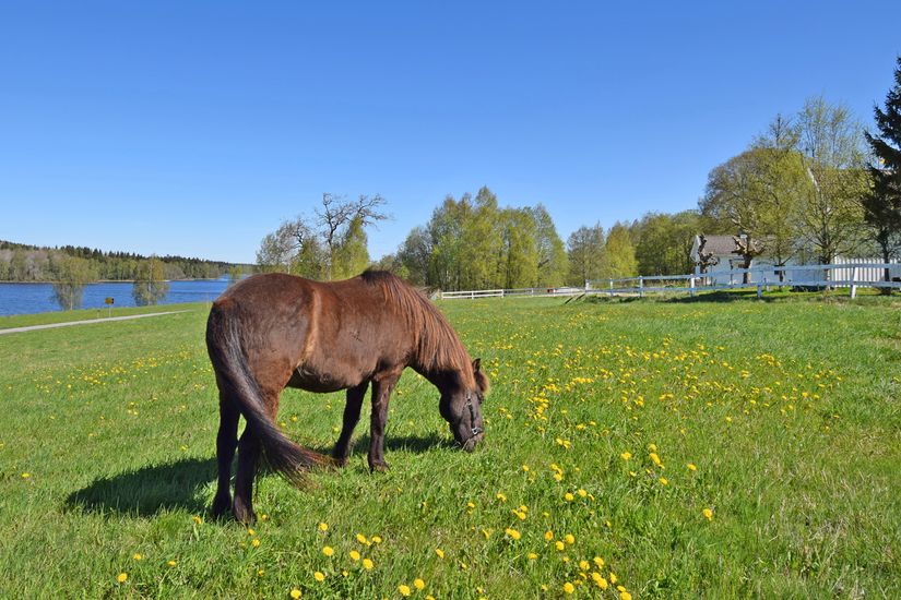 Gård/Skog, Baggekulla 101, 102, 103, 104, Västergötland, Ulricehamn