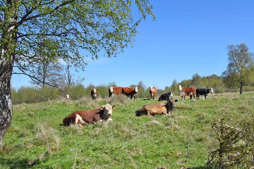 Gård/Skog, Baggekulla 101, 102, 103, 104, Västergötland, Ulricehamn