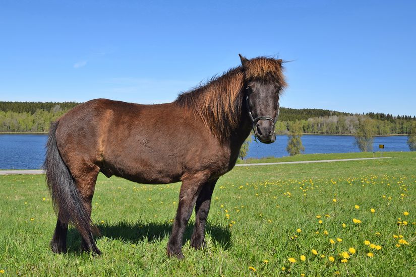 Gård/Skog, Baggekulla 101, 102, 103, 104, Västergötland, Ulricehamn