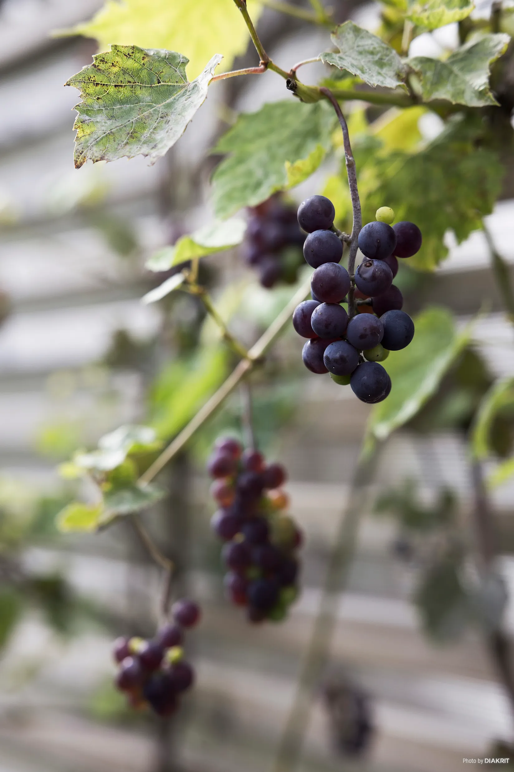 Villa, Radhus, Ängås gård 23, Kannebäck, Göteborg