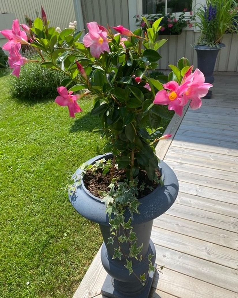 Villa, Radhus, Lupinvägen 22, Rindö, Vaxholm