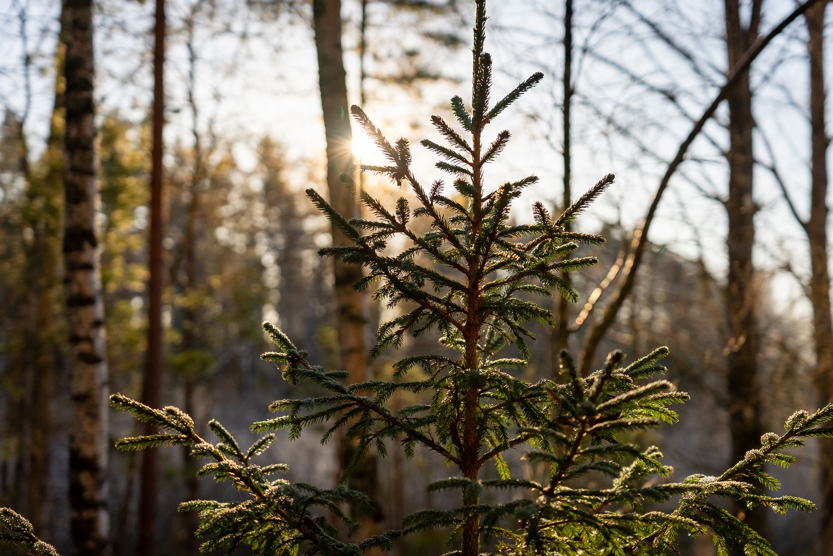 Tomt, Skiren 4, Skiren-Kvicken, Eskilstuna
