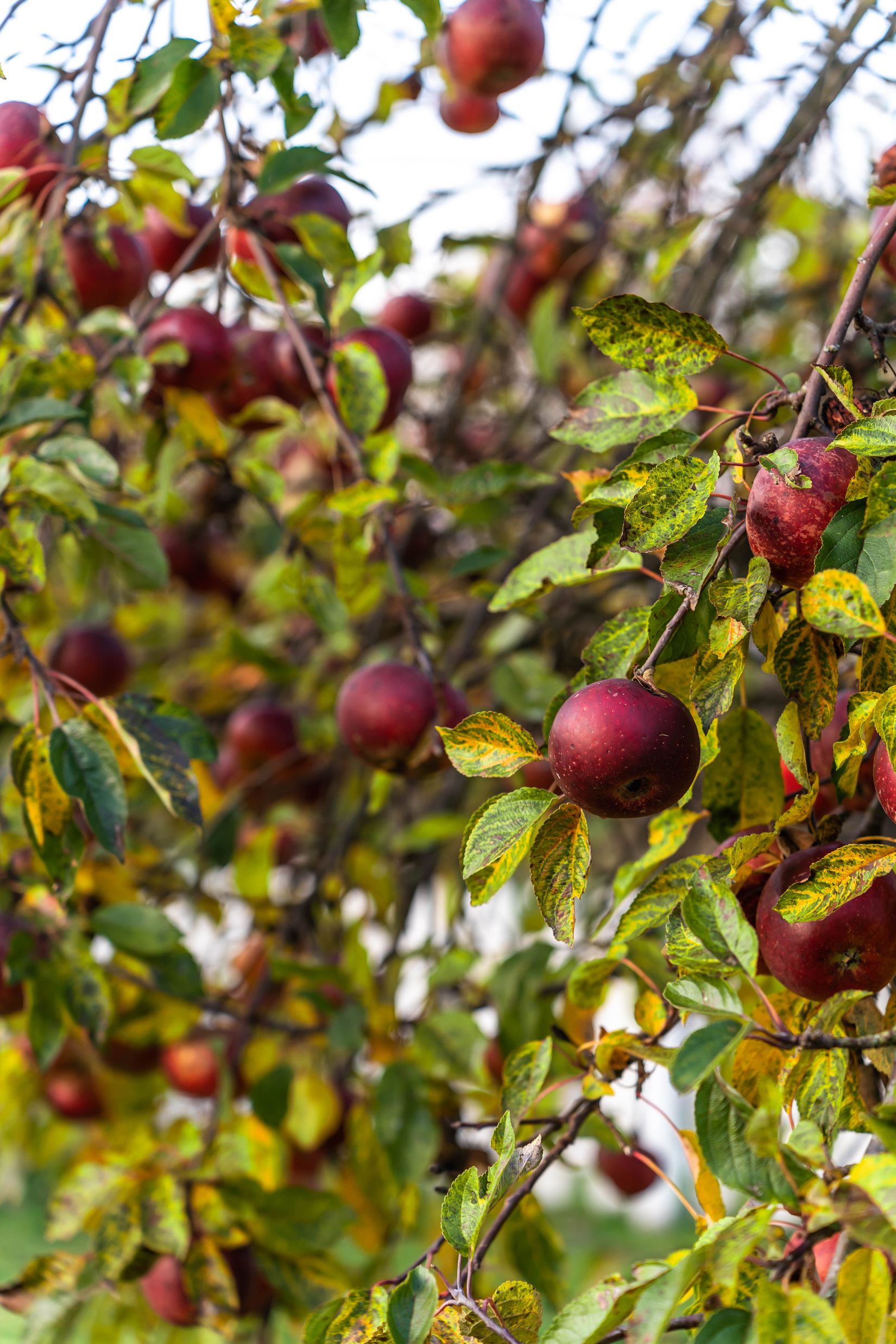 Villa, Öllsjövägen 49, Öllsjö, Kristianstad