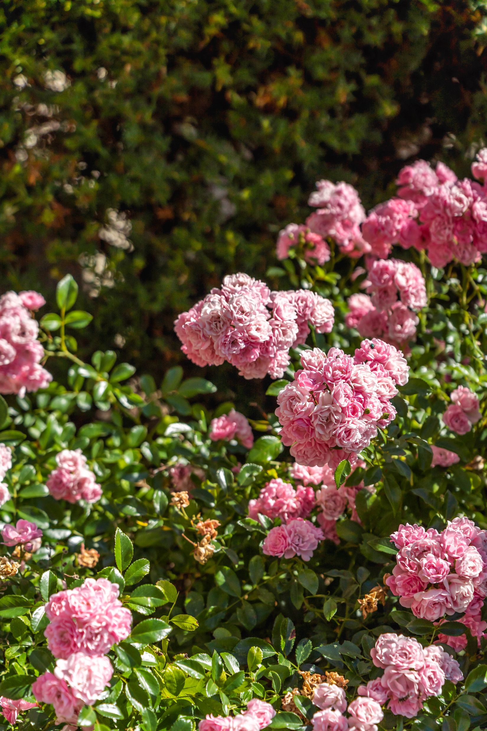 Bostadsrätt, Hjärtebackes väg 2A, Näsby, Kristianstad