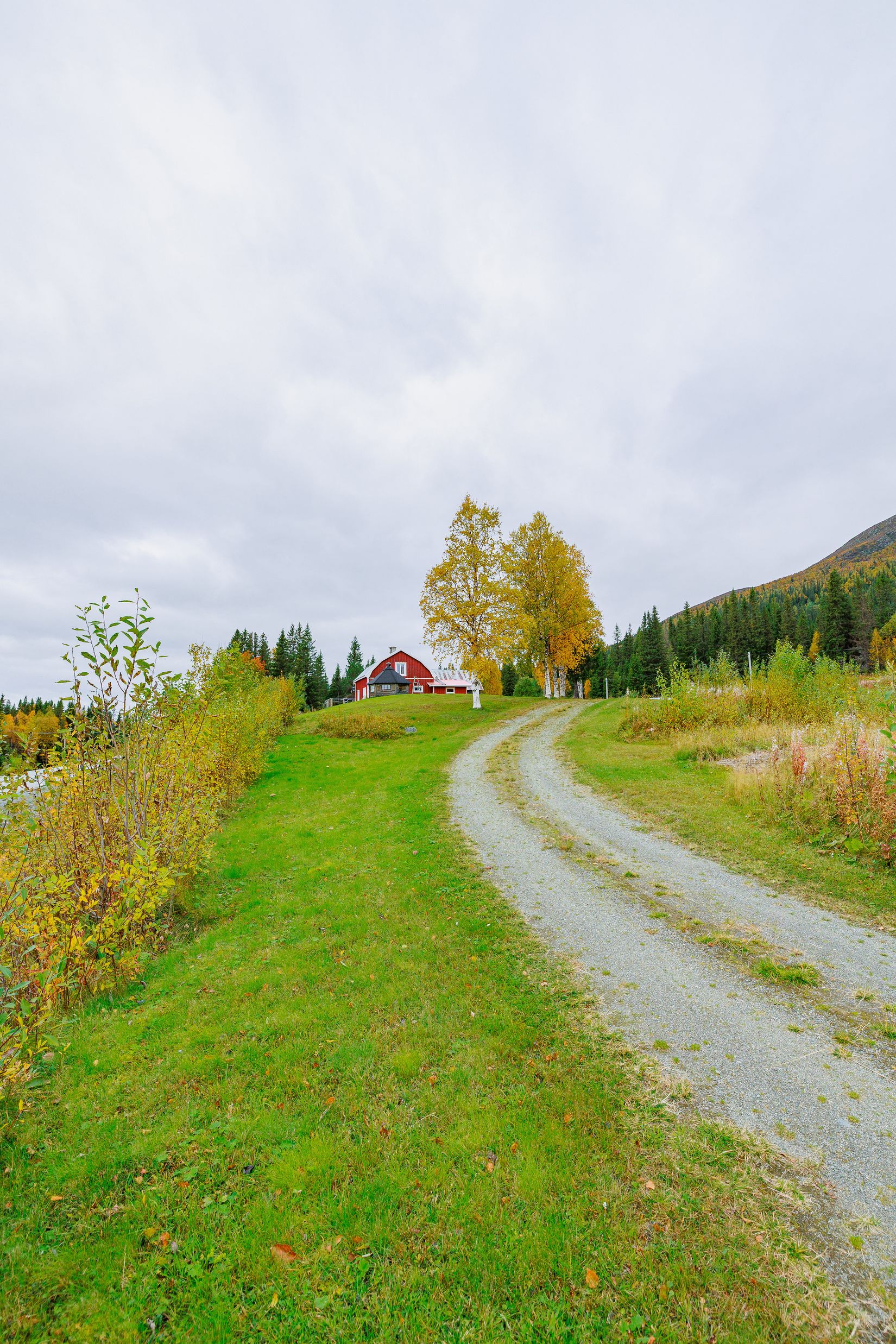 Gård/Skog, Solberg 4, Borgafjäll, Dorotea