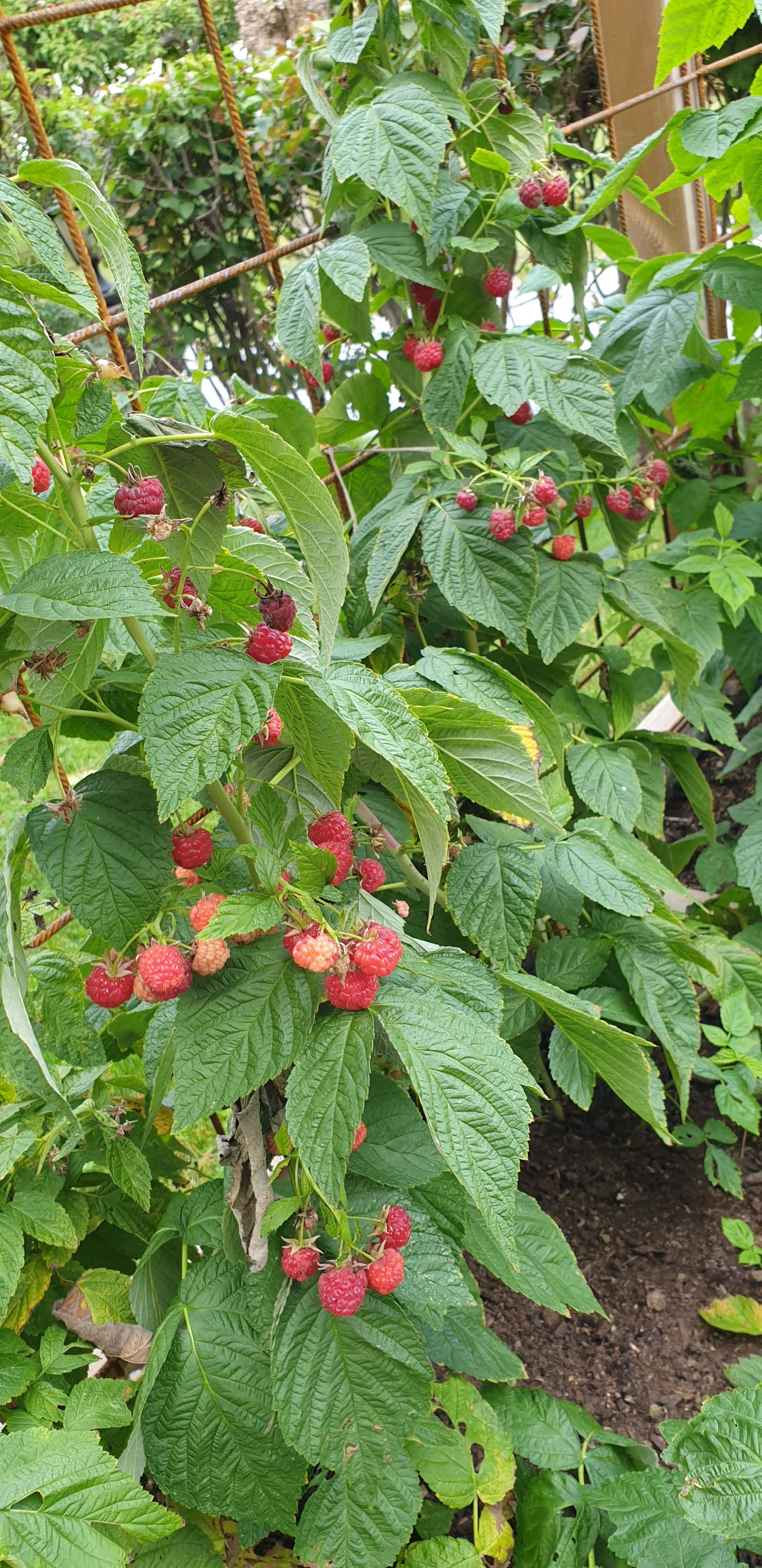 Villa, Radhus, Elsa Brändströms Gata 49, Fruängen, Stockholm