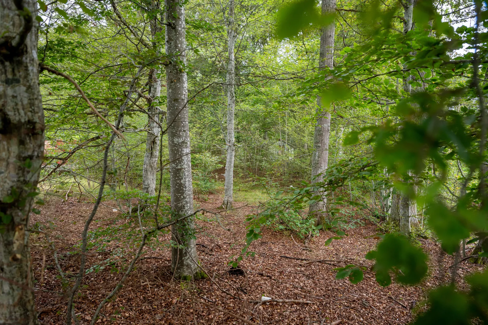Tomt, Träskovägen 4, Sjörröd, Hässleholm